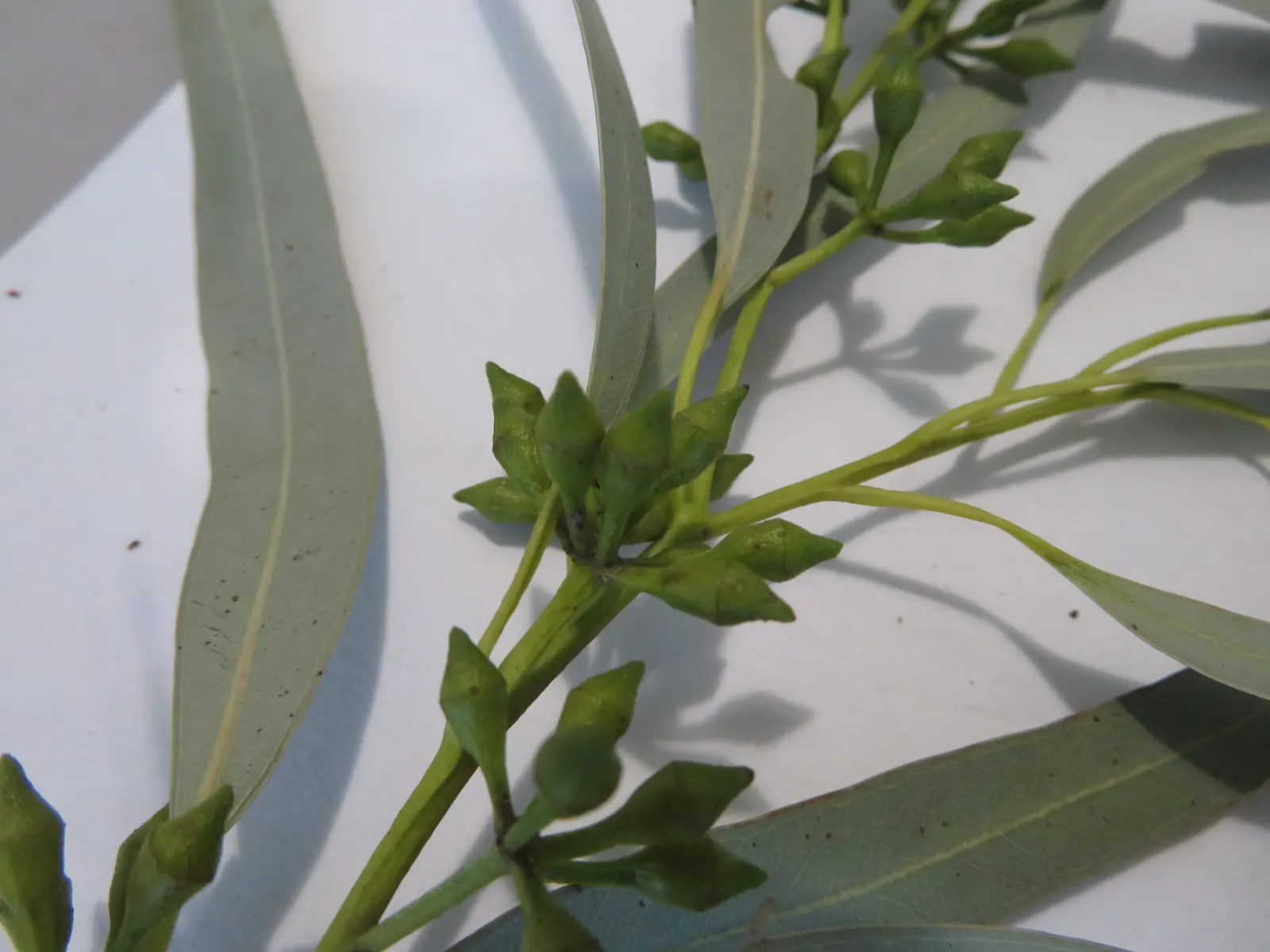 Sydney Blue Gum (Eucalyptus Saligna) — and as a dominant specimen in spacious gardens