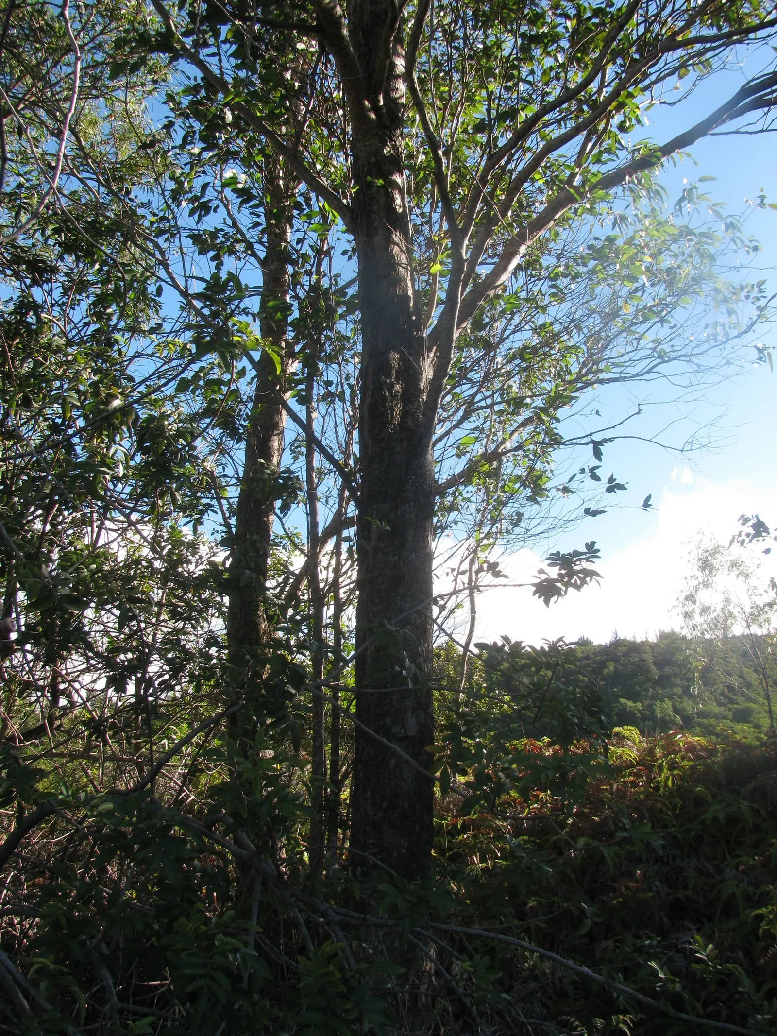 Sydney Blue Gum (Eucalyptus Saligna) — fertile soils with consistent moisture and a pH ranging from slightly acidic to neutral