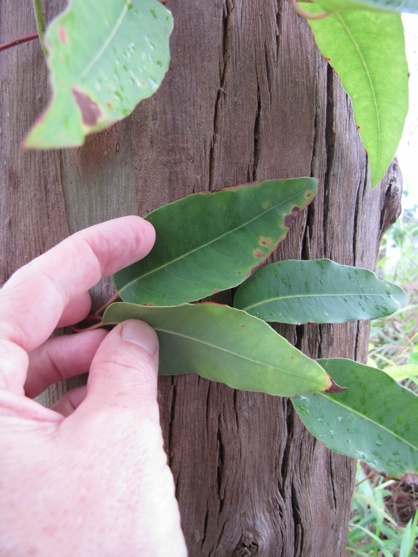 Sydney Blue Gum (Eucalyptus Saligna) — is an impressive and stately tree native to the eastern parts of Australia; straight trunk reaching heights over 180 feet