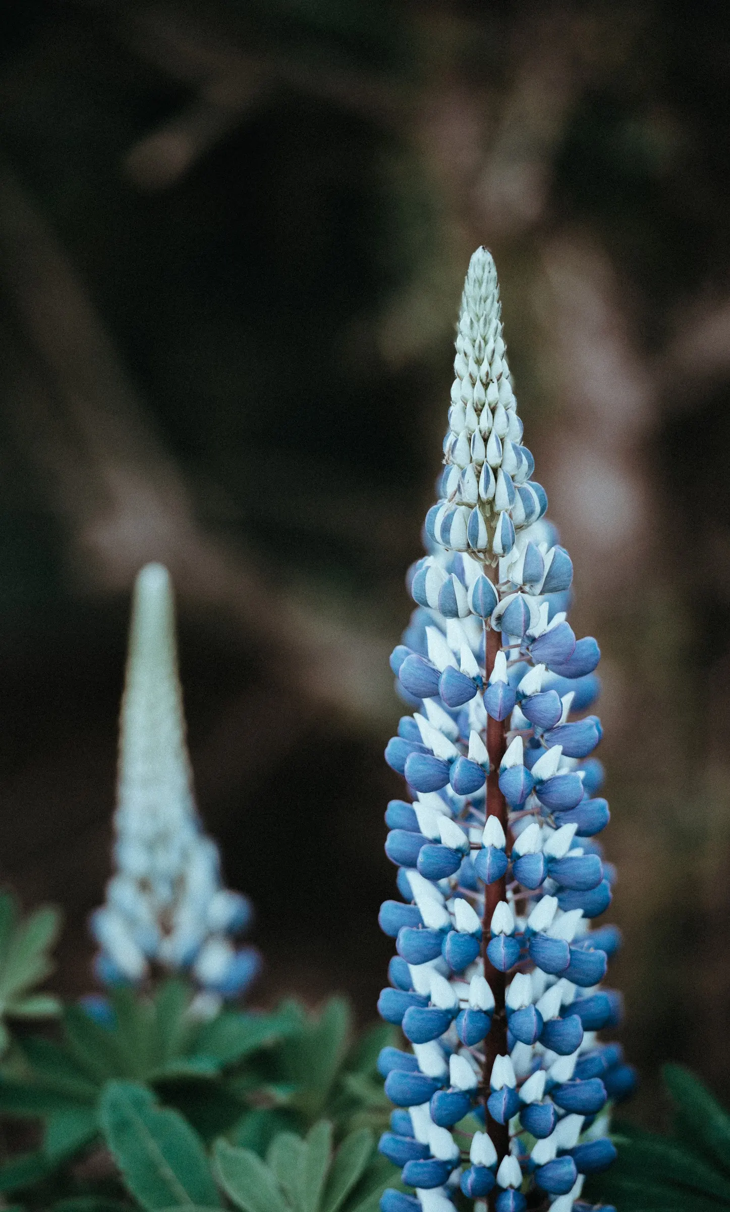Gallery Blue Lupine (Lupinus 'Gallery Blue') — Plant in full sun to partial shade in well-drained soil