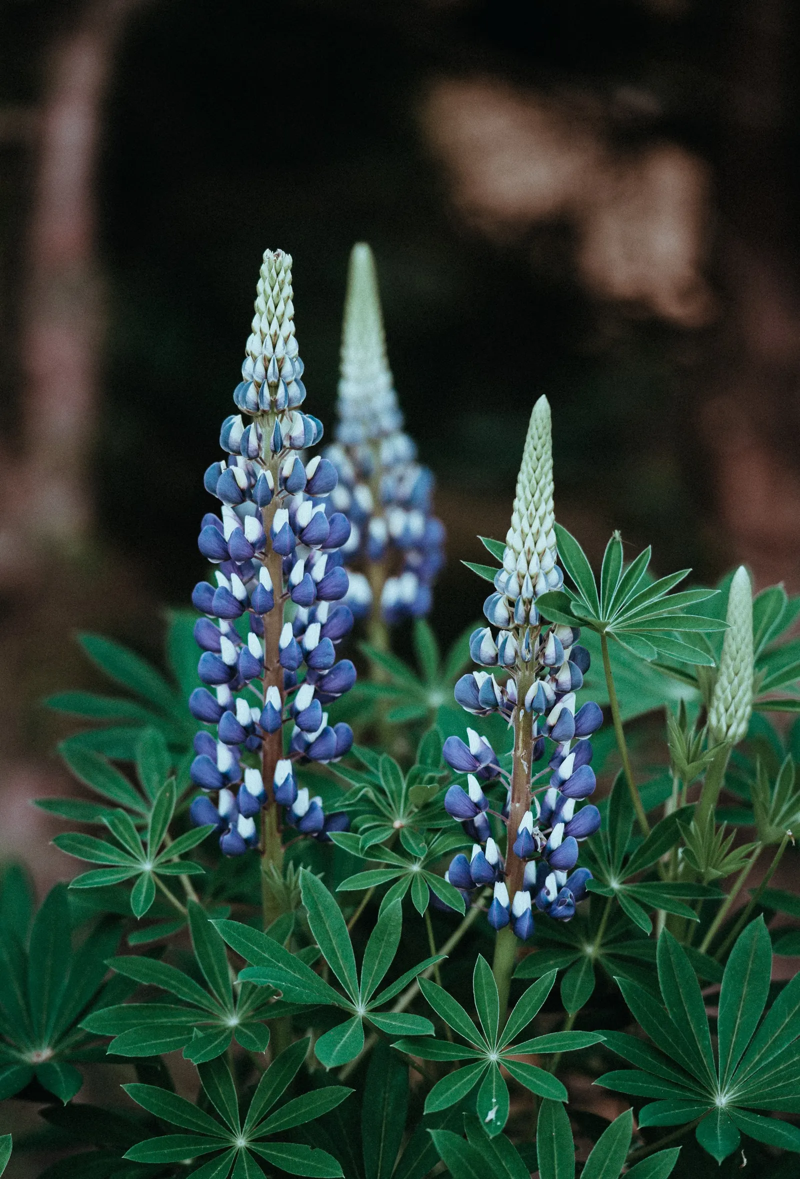 Gallery Blue Lupine (Lupinus 'Gallery Blue') — Reaching up to 2 feet in height, with a 1-foot spread, this lupine thrives in USDA hardiness zones 4-8