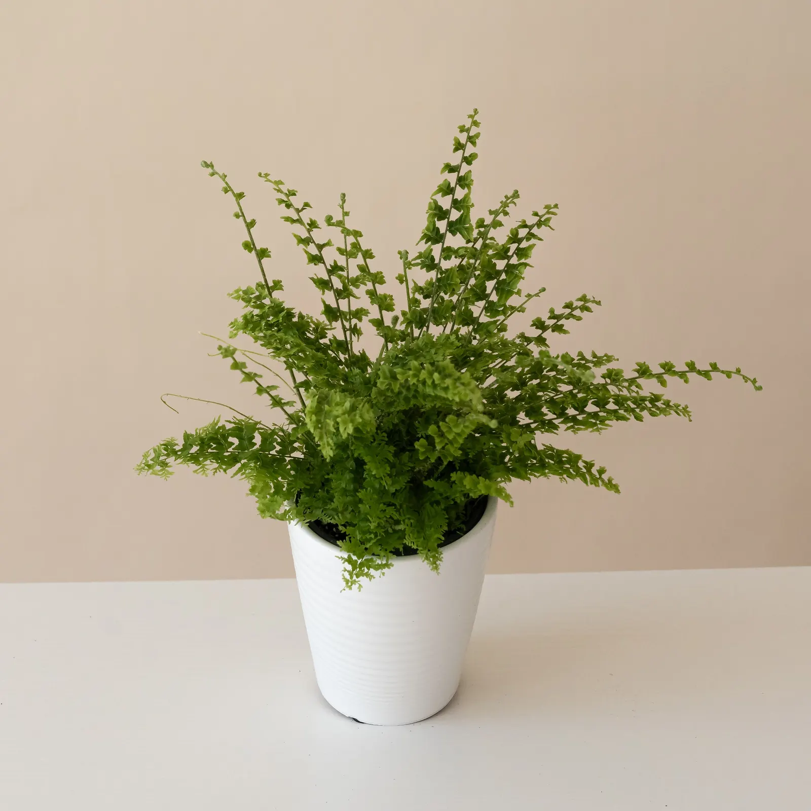 Dainty Buttons™ Fern (Nephrolepis x) — Proven Winners - Living Lace® Dainty Buttons™ - Fern - Nephrolepis x plant details, information and resources