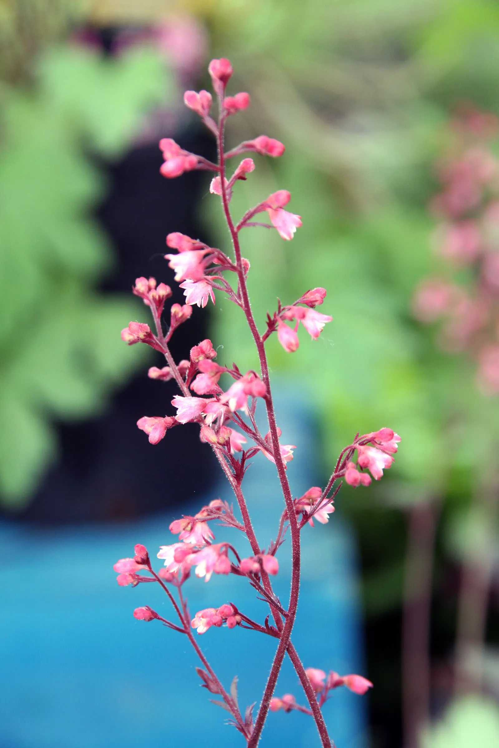 Rave On Coral Bells (Heuchera 'Rave On') — This Coral Bell variety showcases dense clusters of pink blooms atop 18-inch-tall stems