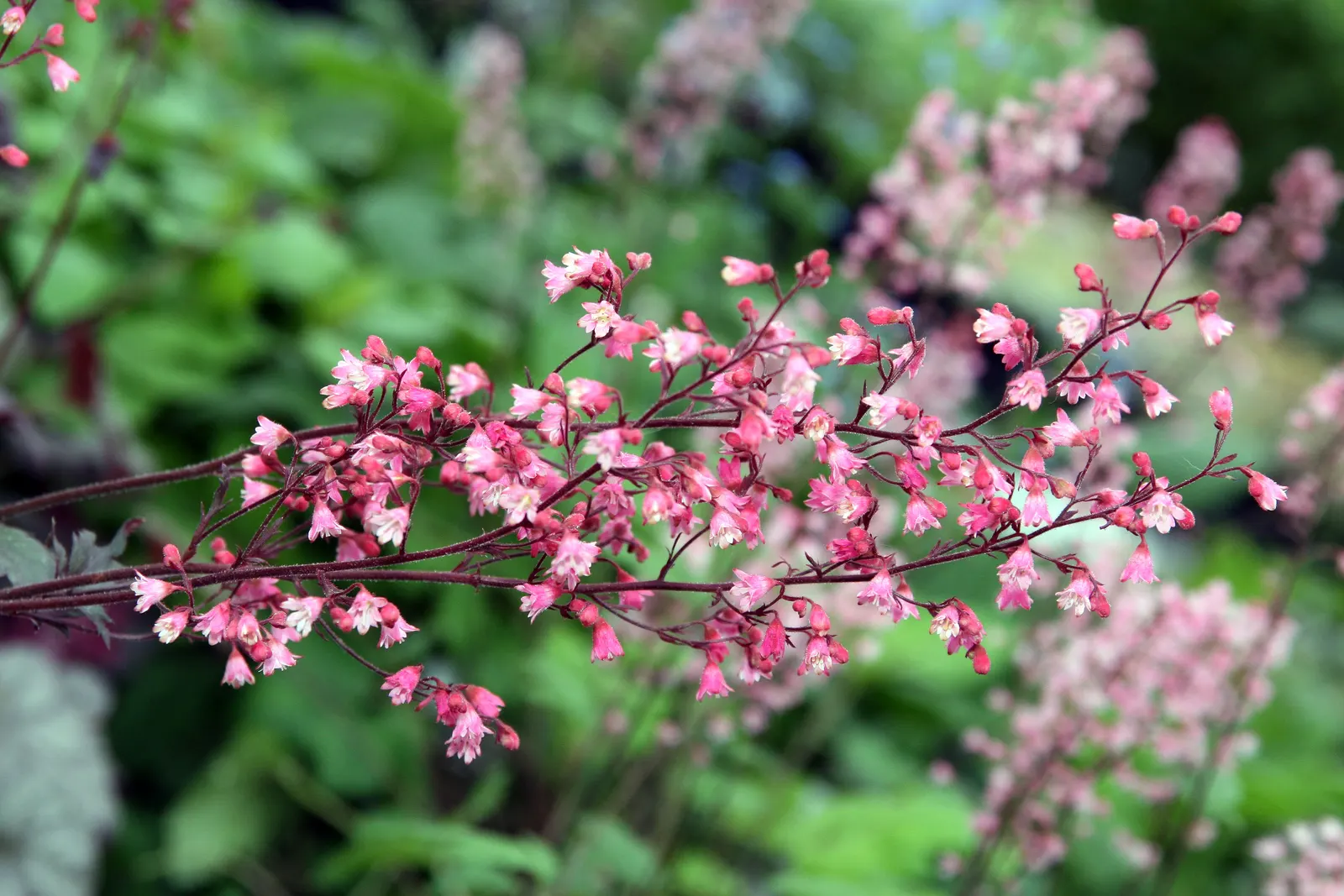 Rave On Coral Bells (Heuchera 'Rave On') — Heuchera 'Rave On' delights with a mounding habit, perfect for accentuating borders and woodland settings
