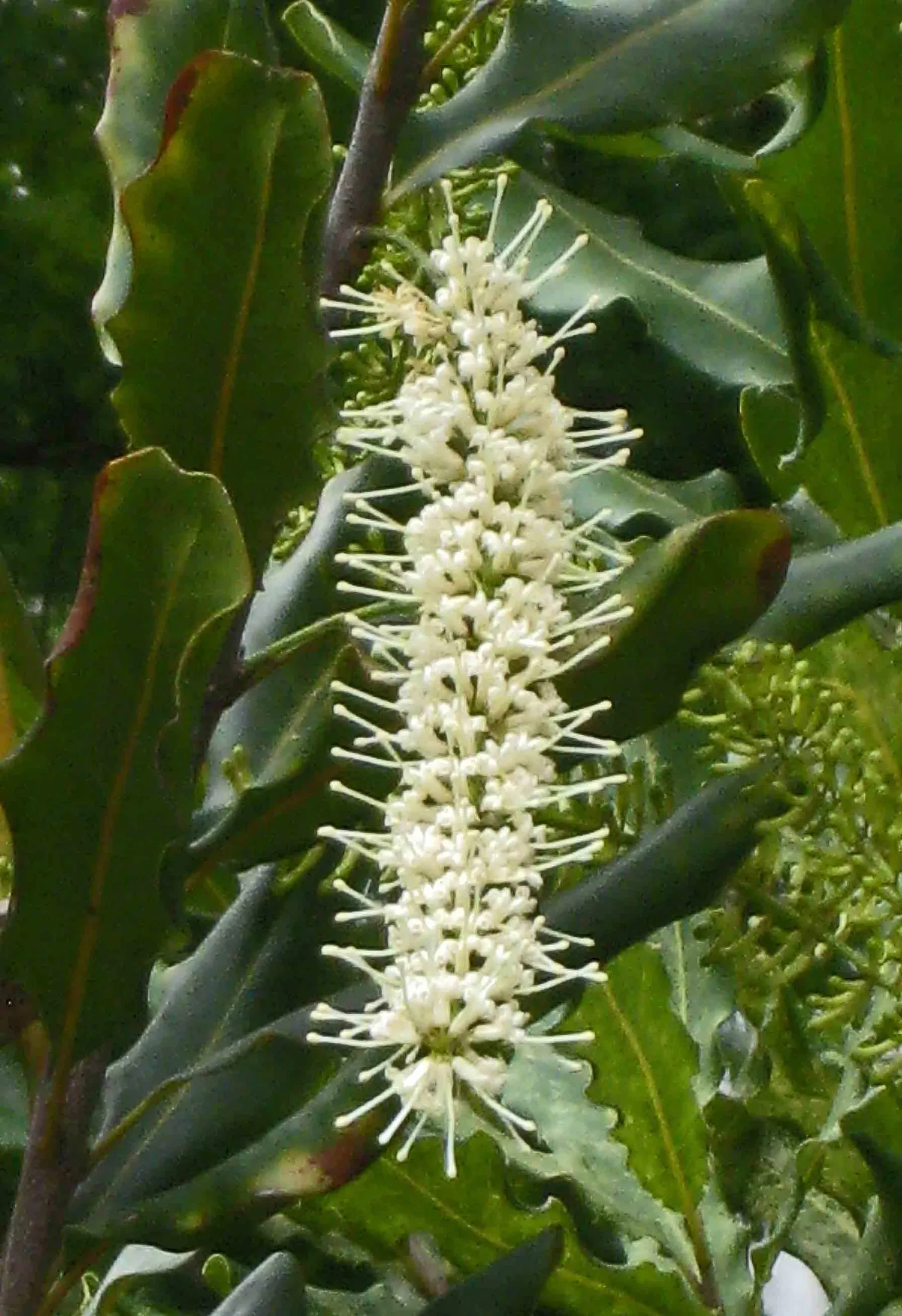 Macadamia Nut (Macadamia Hybrids) — Lush, glossy foliage and fragrant blossoms make them attractive landscape additions; protection from strong winds is
