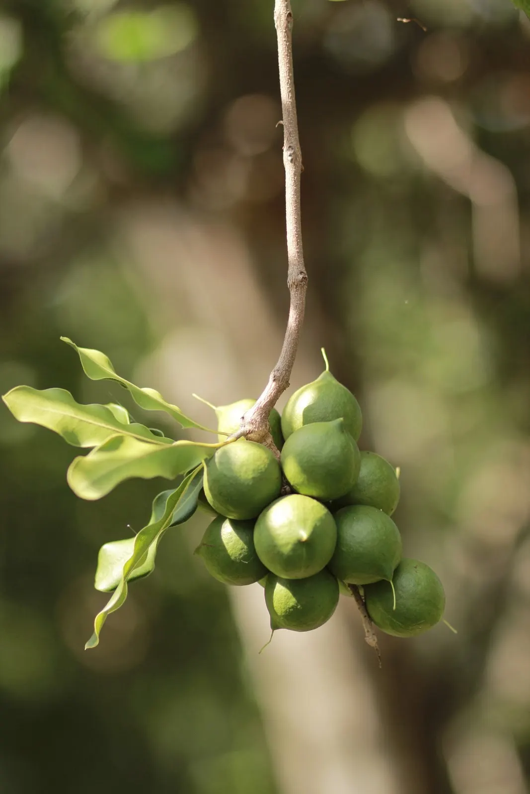 Macadamia Nut (Macadamia Hybrids) — Macadamia trees feature leaves that are arranged in whorls of three to six and can measure 8 to 12 inches long; is a highly