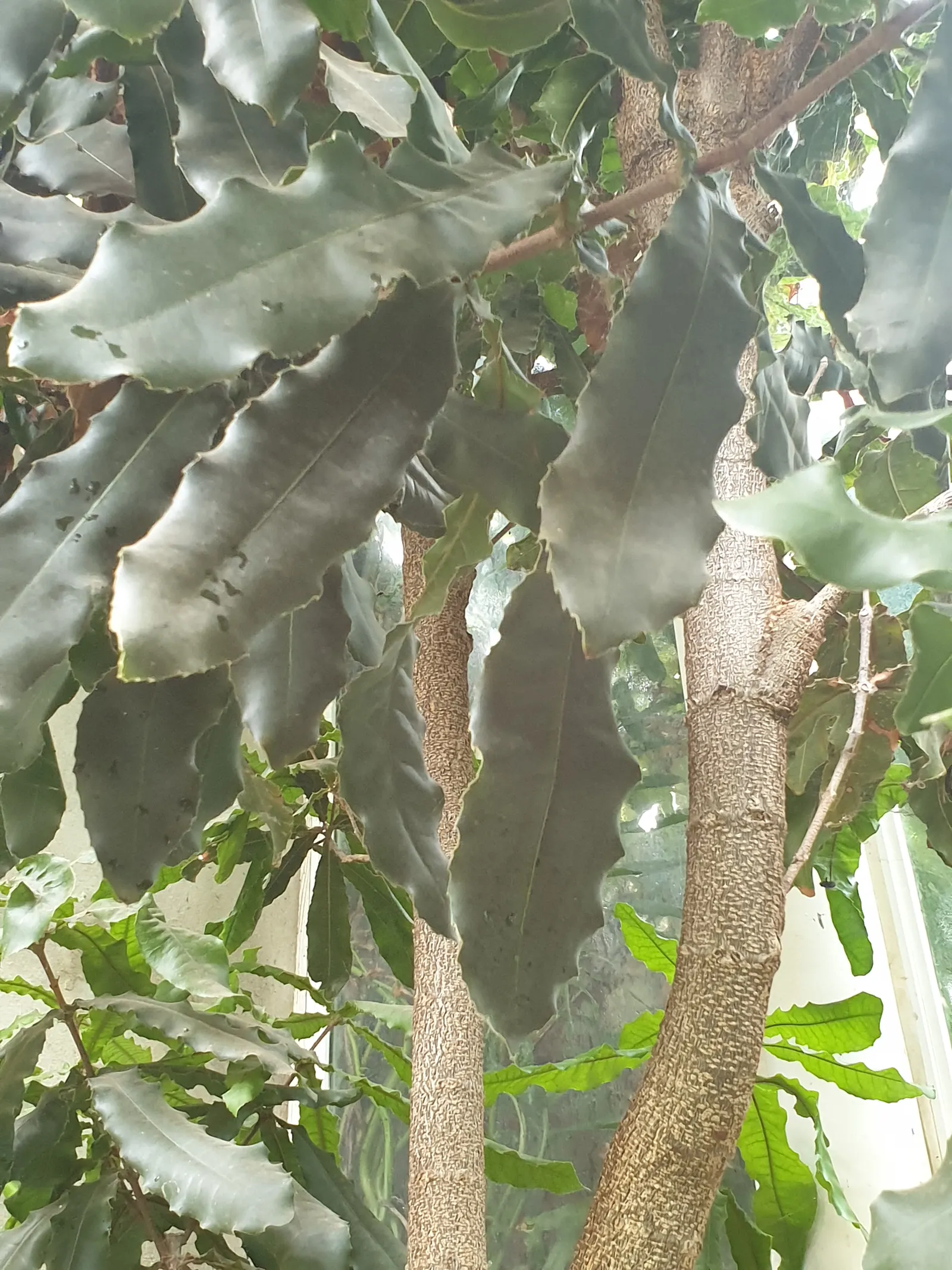 Macadamia Nut (Macadamia Hybrids) — falling under the genus Macadamia