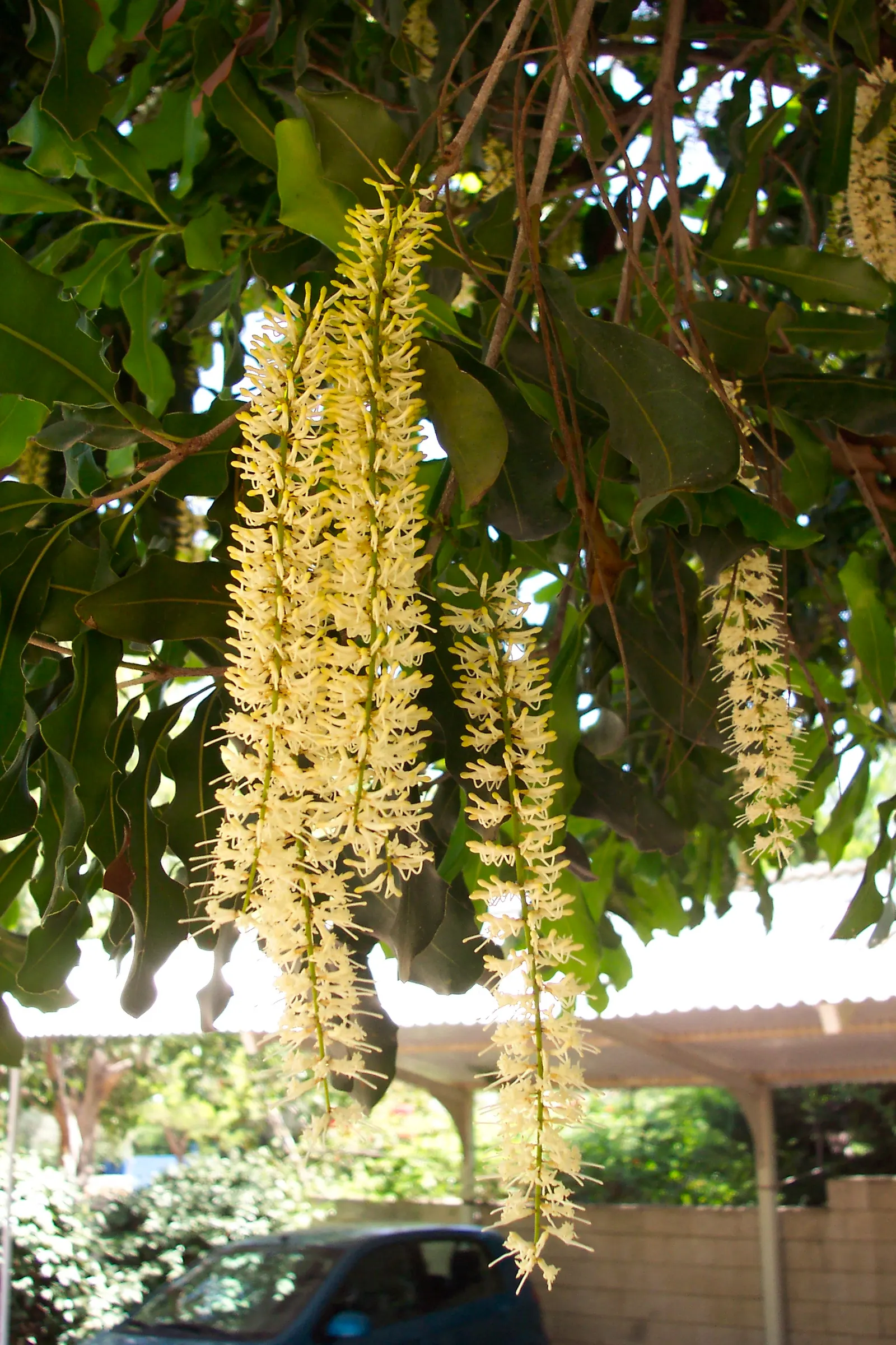 Macadamia Nut (Macadamia Hybrids) — spreading canopy that provides ample shade.<br><br>Known for their glossy; macadamia hybrids, renowned for their rich