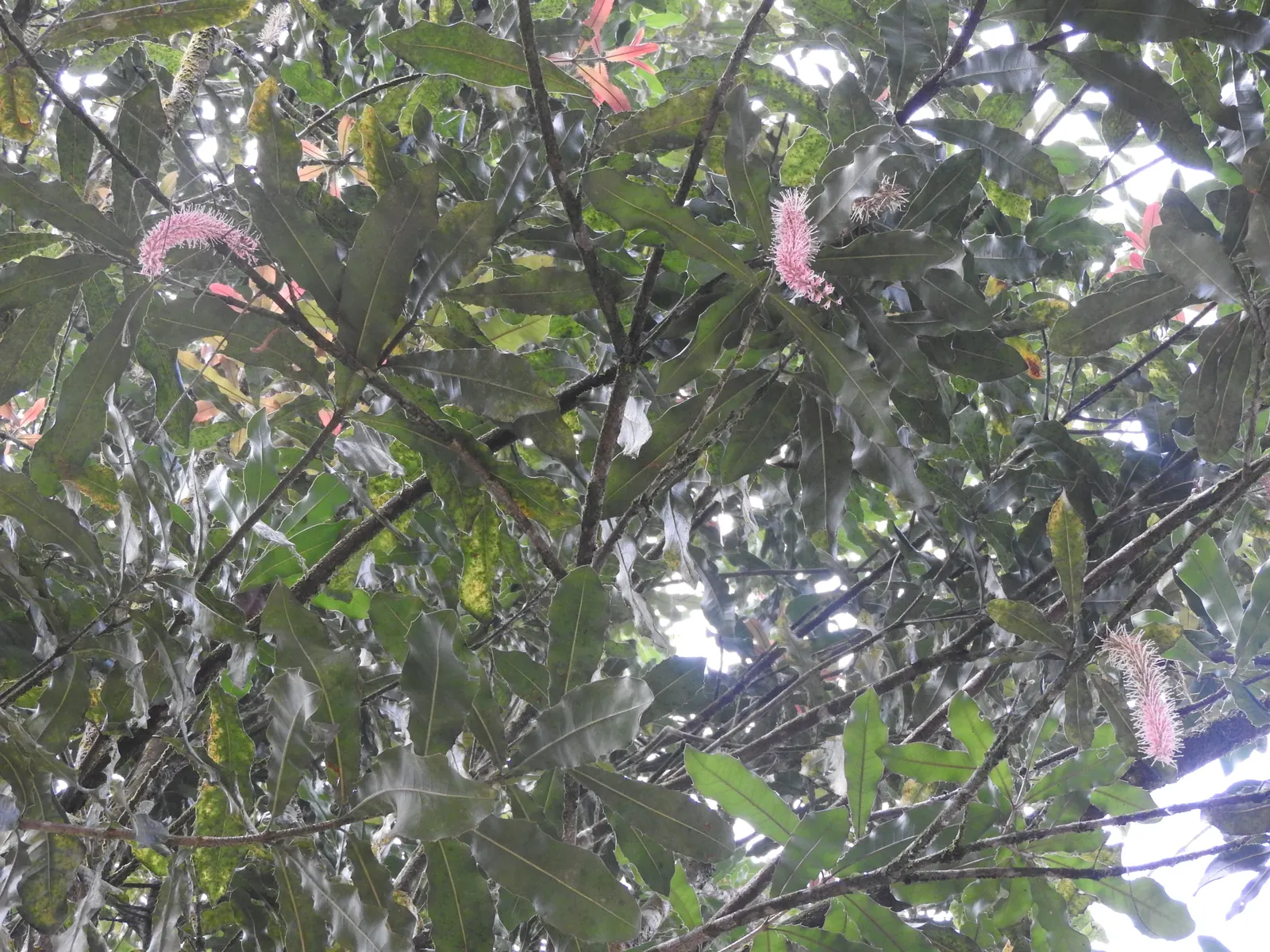 Macadamia Nut (Macadamia Hybrids) — falling under the genus Macadamia; nut harvest begins 7-10 years post-planting; optimal production occurs at 10-15 years