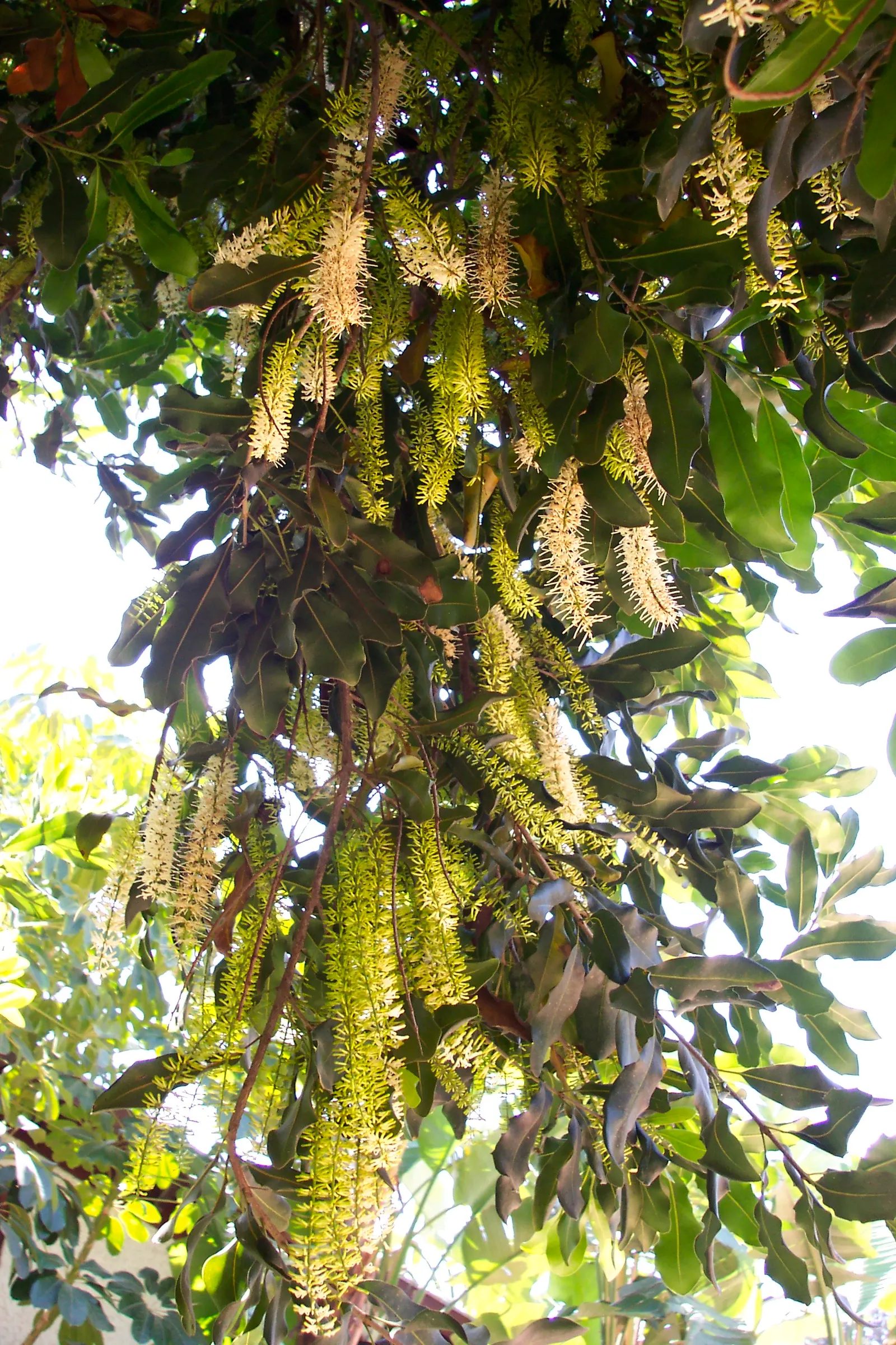 Macadamia Nut (Macadamia Hybrids) — These evergreen trees can reach up to 40 feet in height and spread 30 feet wide