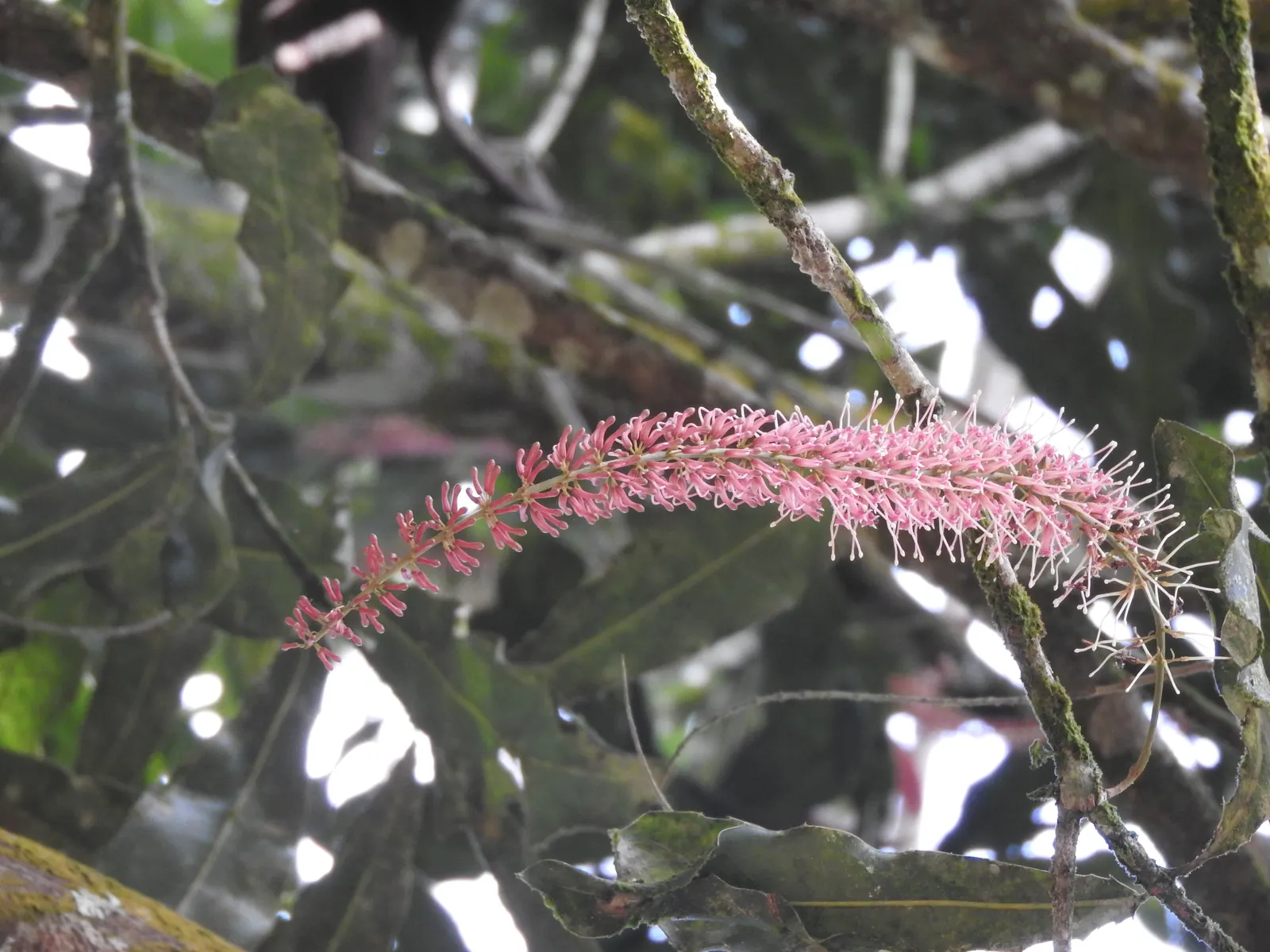 Macadamia Nut (Macadamia Hybrids) — is a highly prized addition to any landscape design; macadamia trees feature leaves that are arranged in whorls of three to
