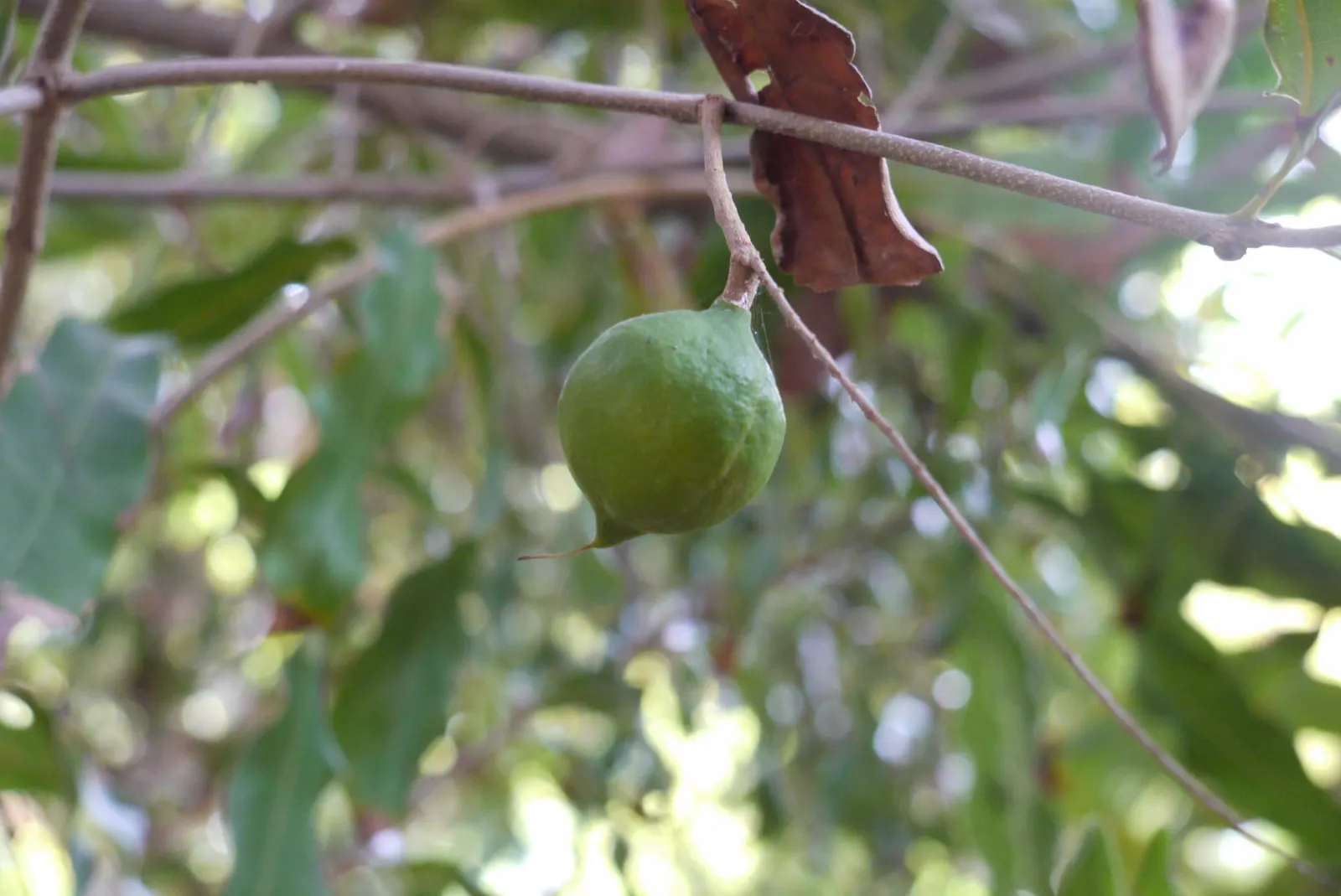 Macadamia Nut (Macadamia Hybrids) — They require well-drained soil and full sun to partial shade