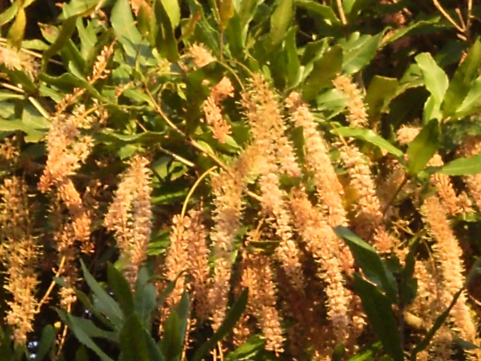 Macadamia Nut (Macadamia Hybrids) — They require well-drained soil and full sun to partial shade; note: macadamia nuts are toxic to dogs