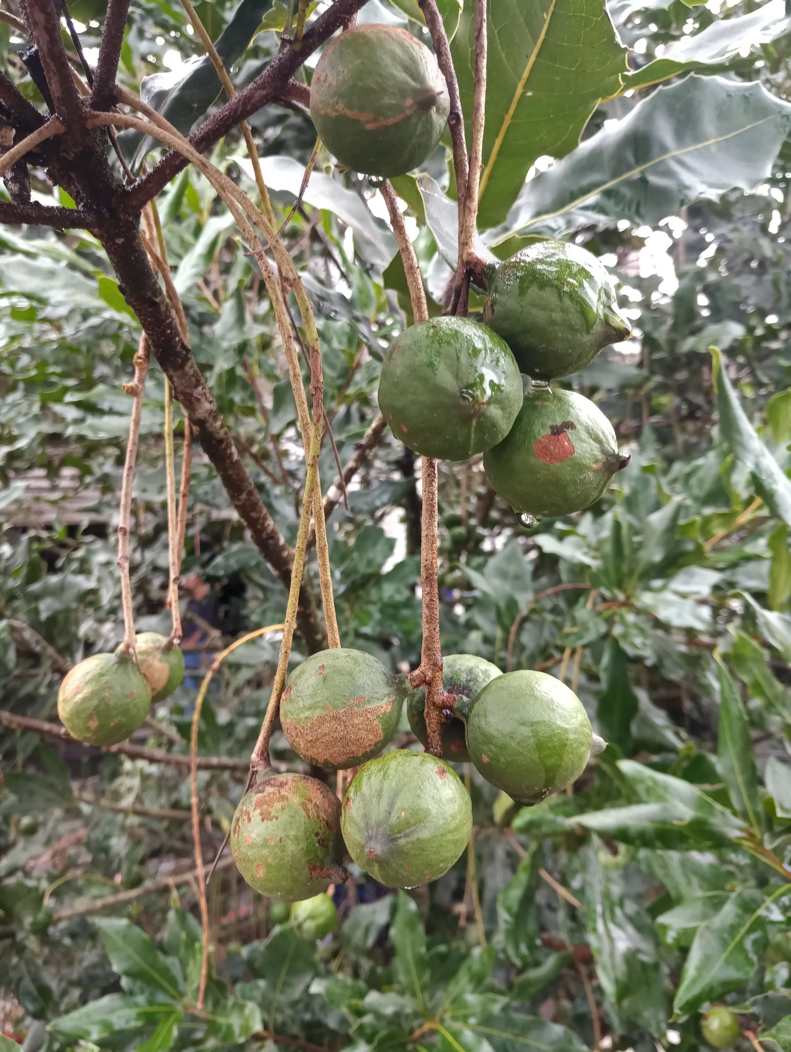 Macadamia Nut (Macadamia Hybrids) — particularly suited for subtropical regions