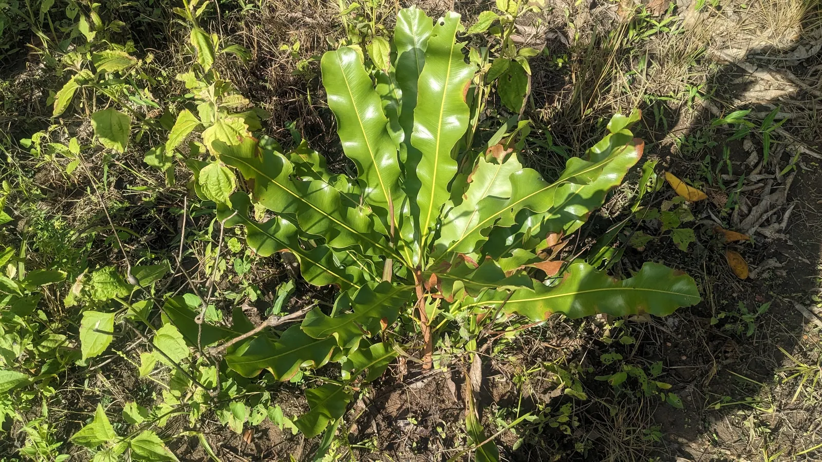 Macadamia Nut (Macadamia Hybrids) — typically combined to enhance nut yield and disease resistance; falling under the genus Macadamia