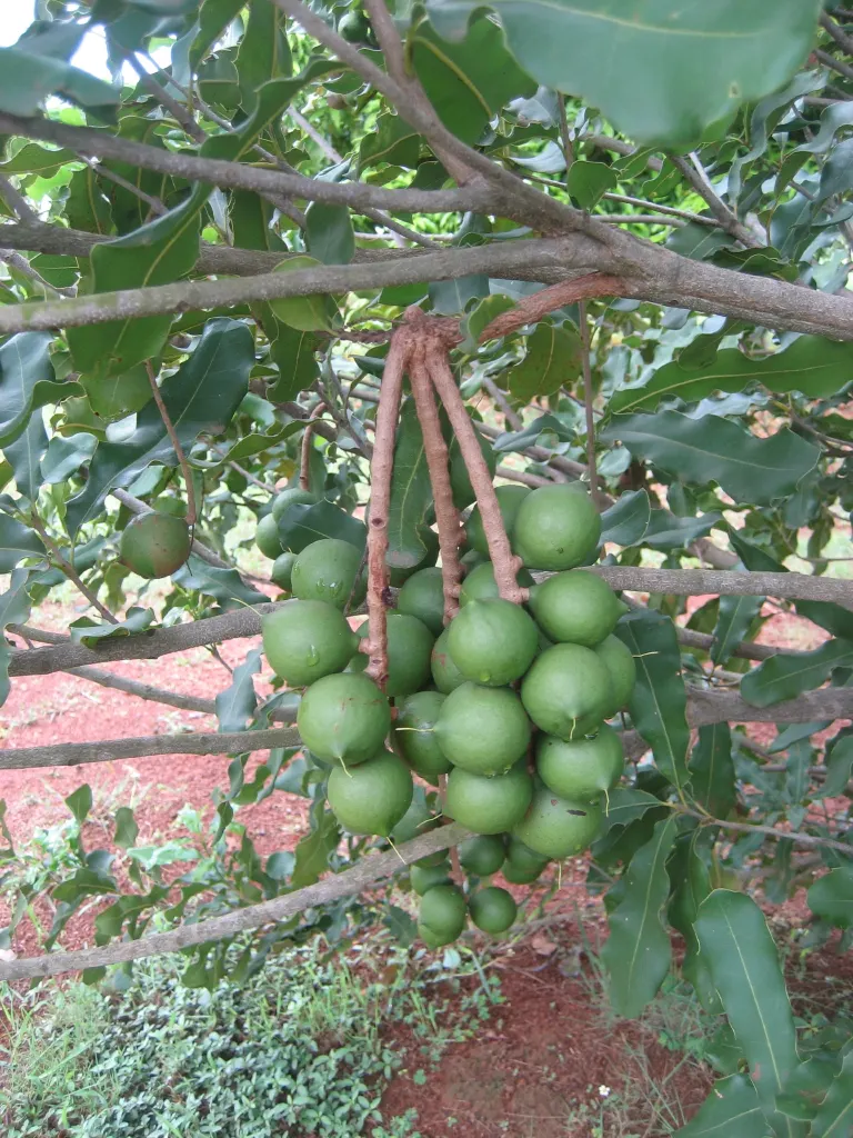 Macadamia Nut (Macadamia Hybrids) — particularly suited for subtropical regions; white flowers in the garden