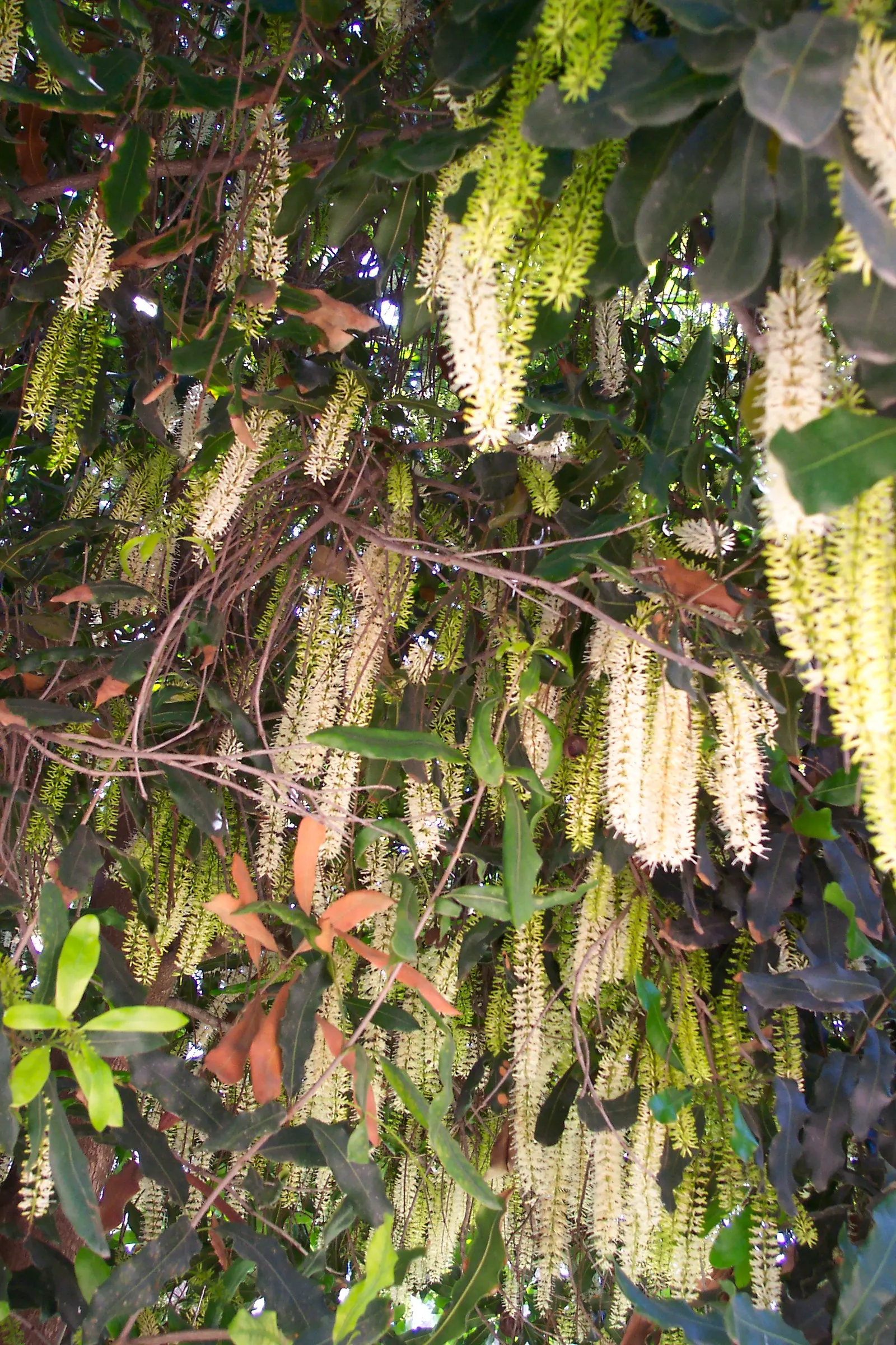 Macadamia Nut (Macadamia Hybrids) — can grow up to 30 to 40 feet in height with a spread of 20 to 25 feet; fragrant flowers that range from white to pink