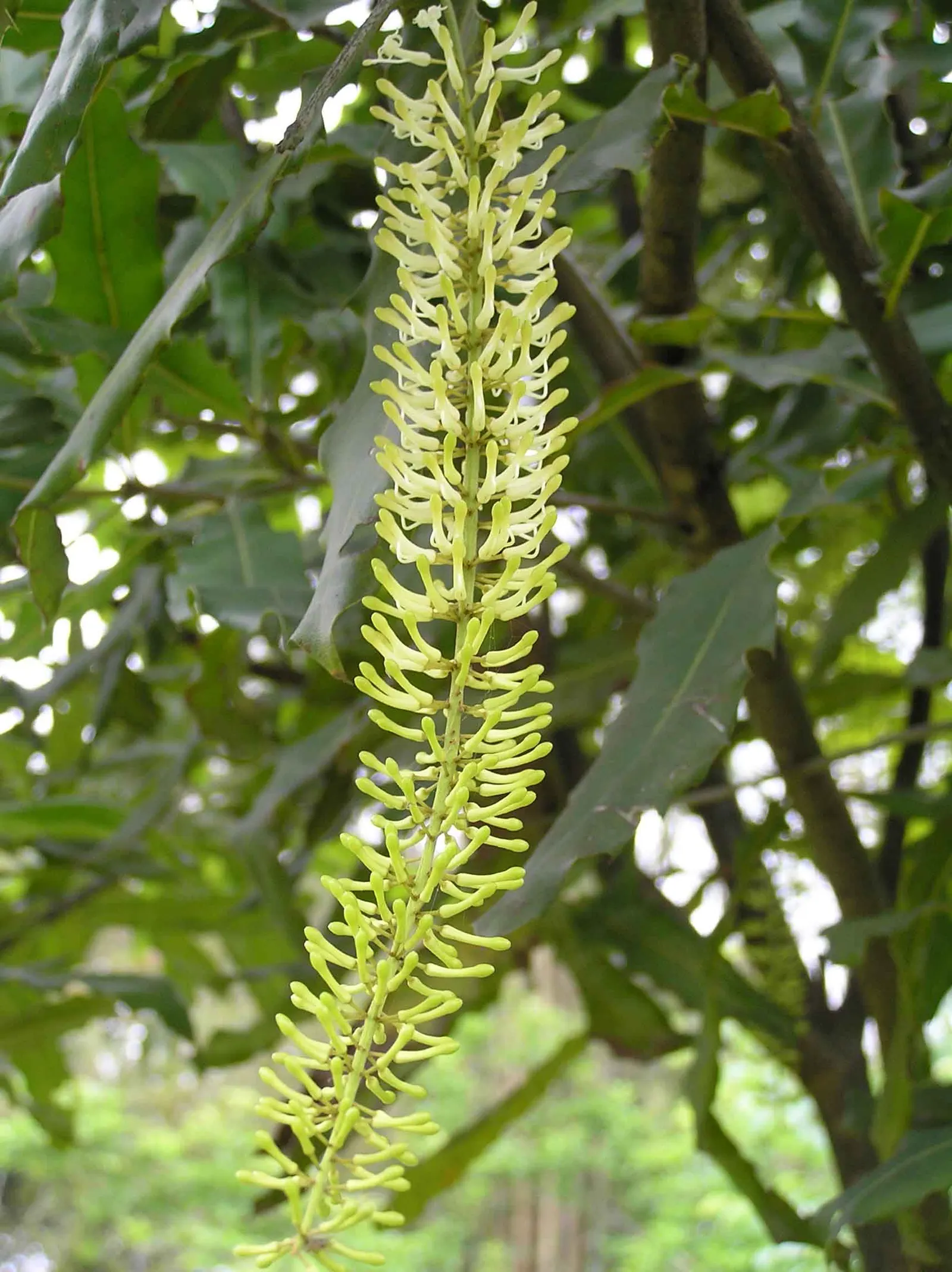 Macadamia Nut (Macadamia Hybrids) — Nut harvest begins 7-10 years post-planting; optimal production occurs at 10-15 years; as is ample space to accommodate