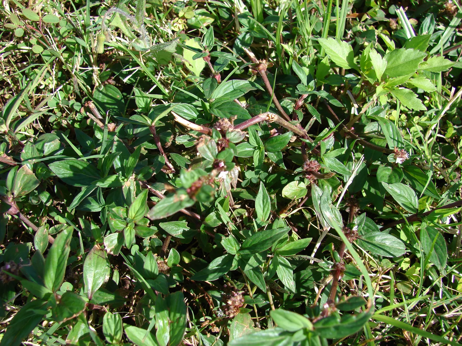 Macadamia Nut (Macadamia Hybrids) — spreading canopy that provides ample shade.<br><br>Known for their glossy