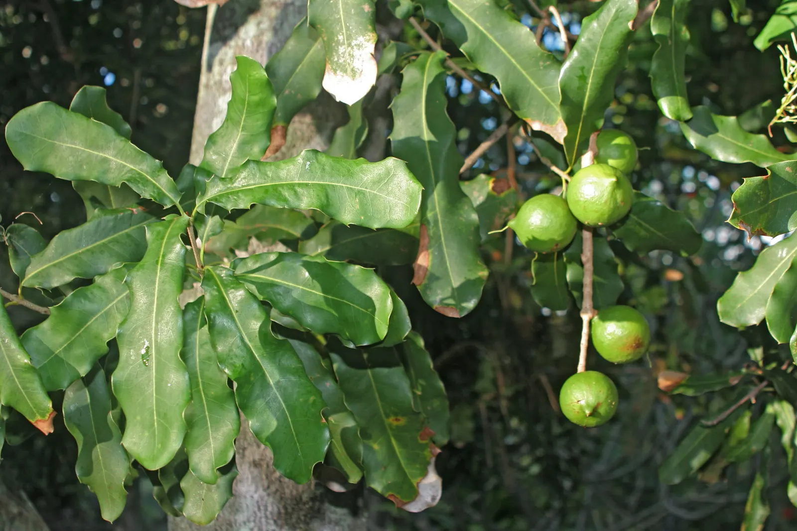 Macadamia Nut (Macadamia Hybrids) — Macadamia hybrids, renowned for their rich, buttery nuts, thrive best in subtropical climates