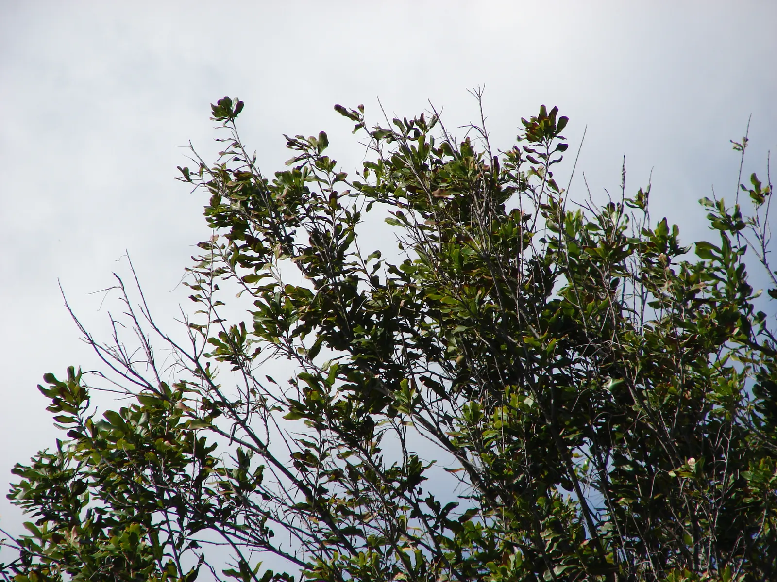 Macadamia Nut (Macadamia Hybrids) — They prefer full sunlight but can tolerate partial shade