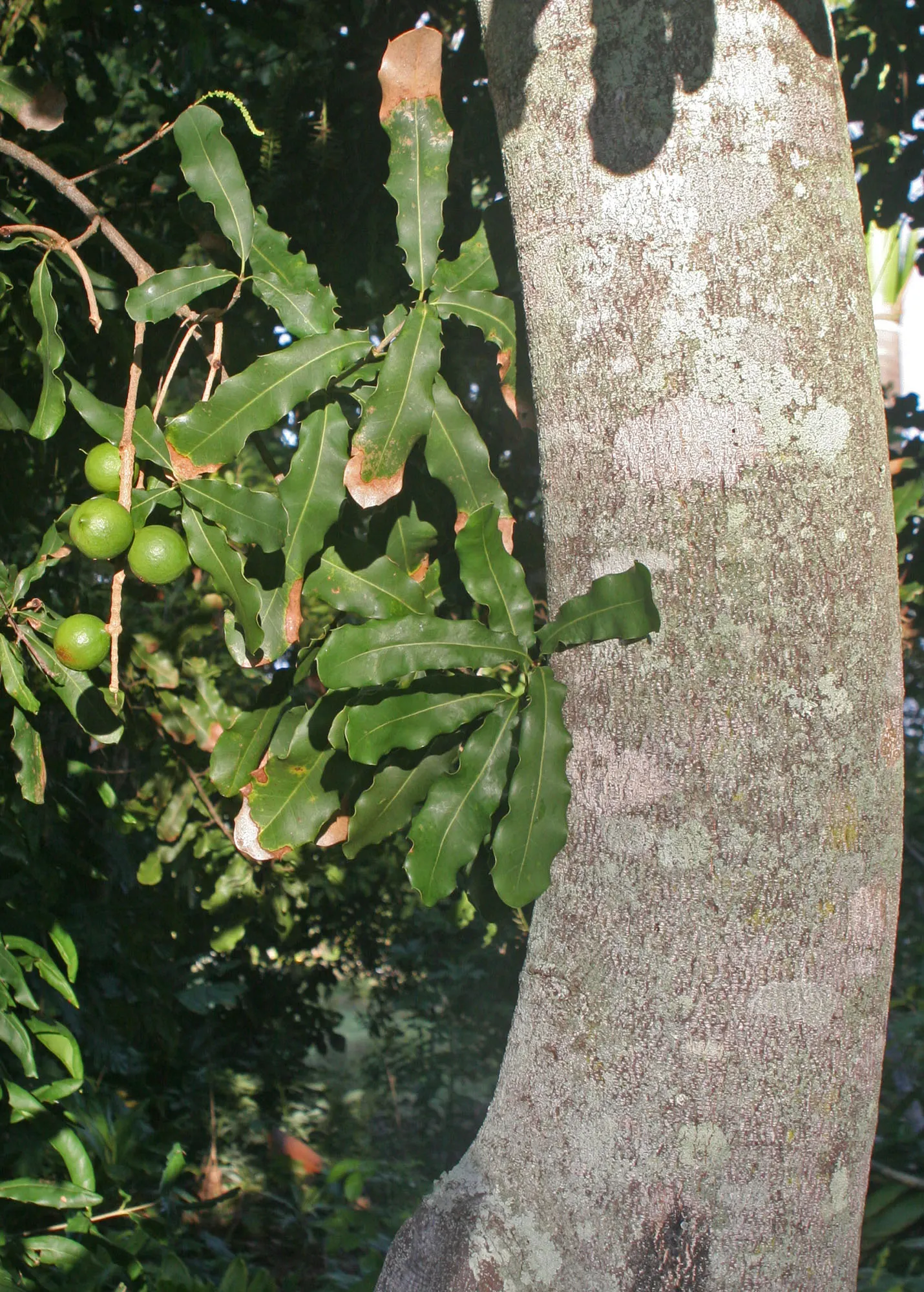 Macadamia Nut (Macadamia Hybrids) — Nut harvest begins 7-10 years post-planting; optimal production occurs at 10-15 years