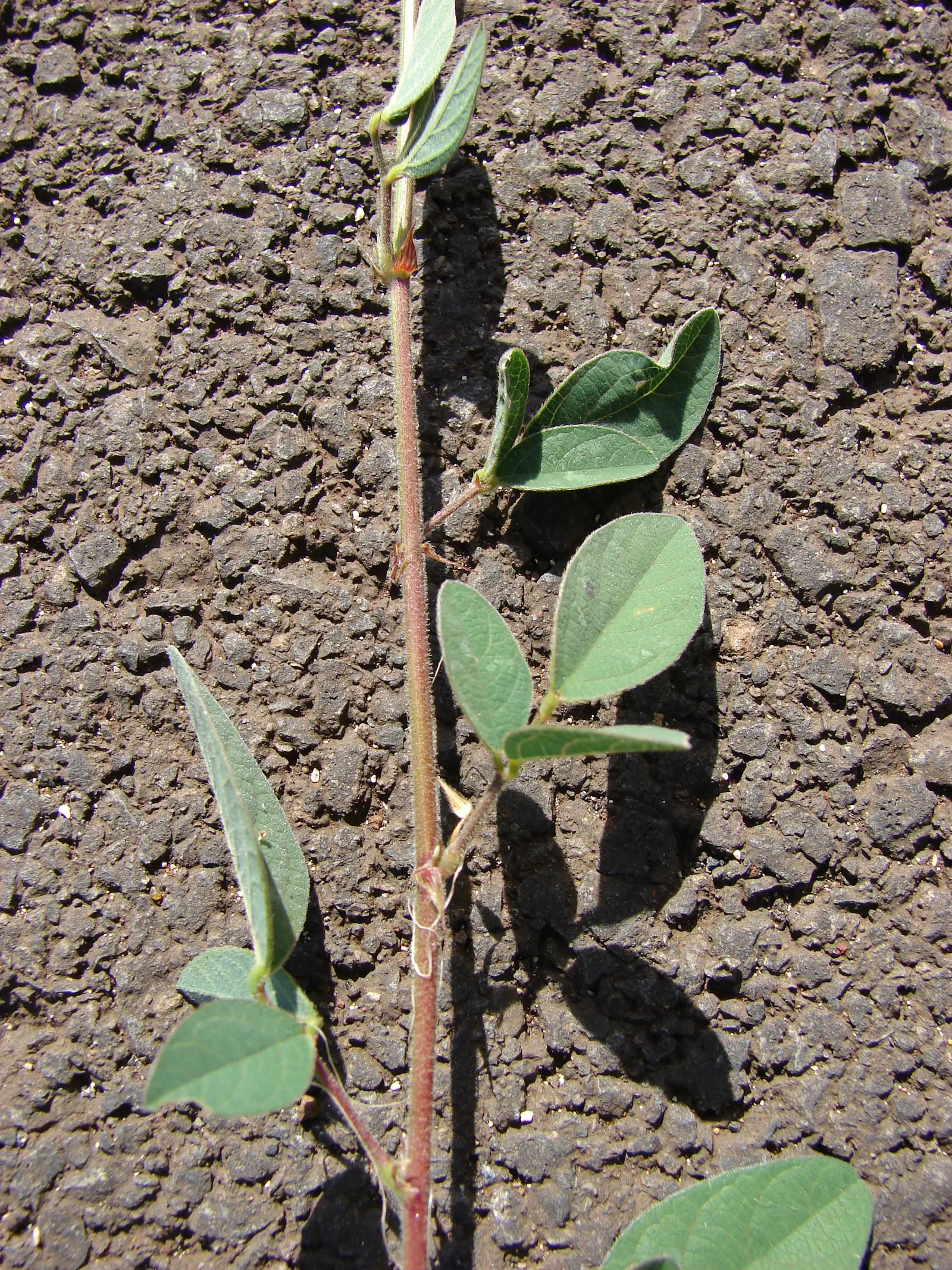 Macadamia Nut (Macadamia Hybrids) — can grow up to 30 to 40 feet in height with a spread of 20 to 25 feet