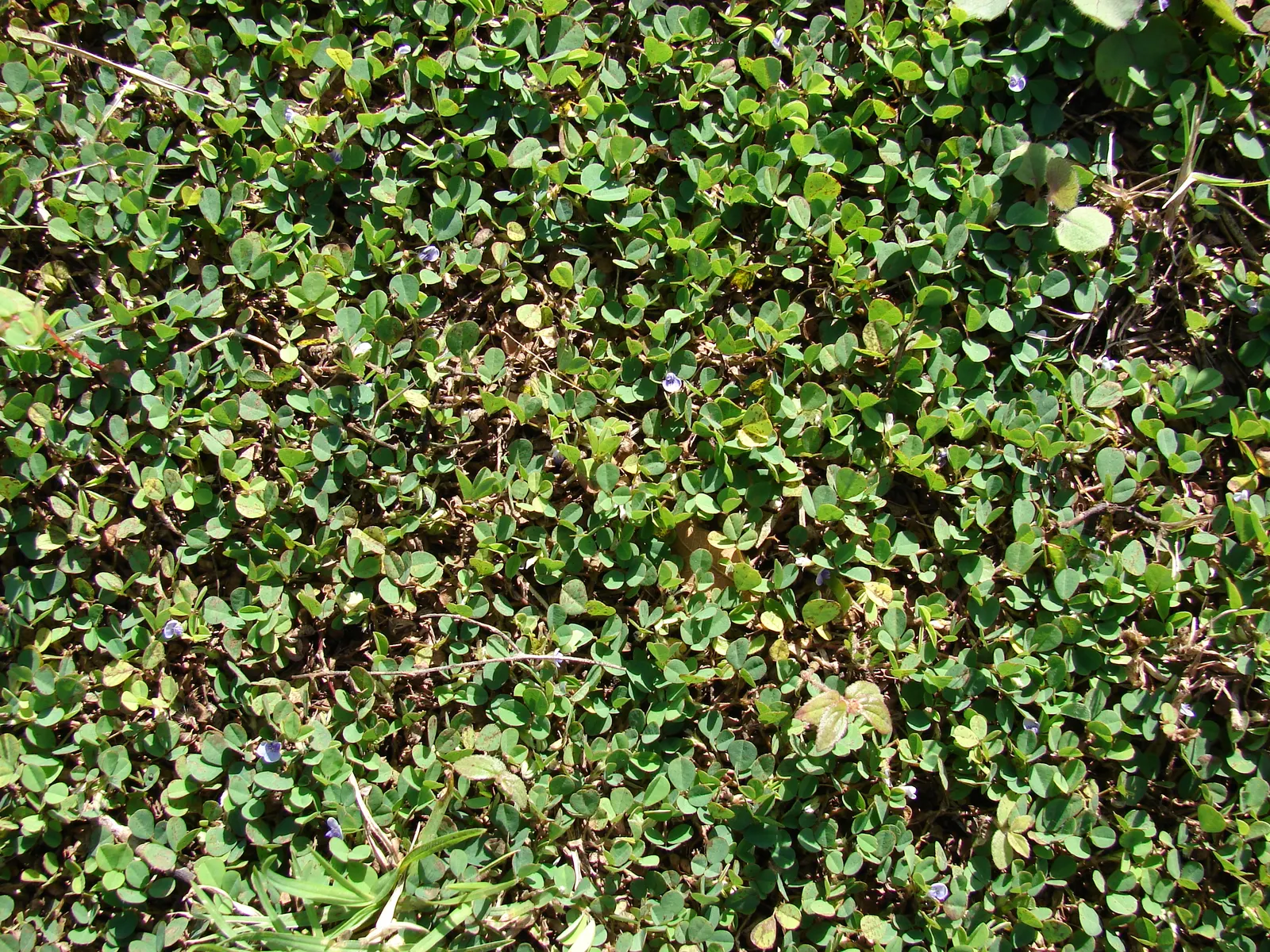 Macadamia Nut (Macadamia Hybrids) — Protection from strong winds is recommended