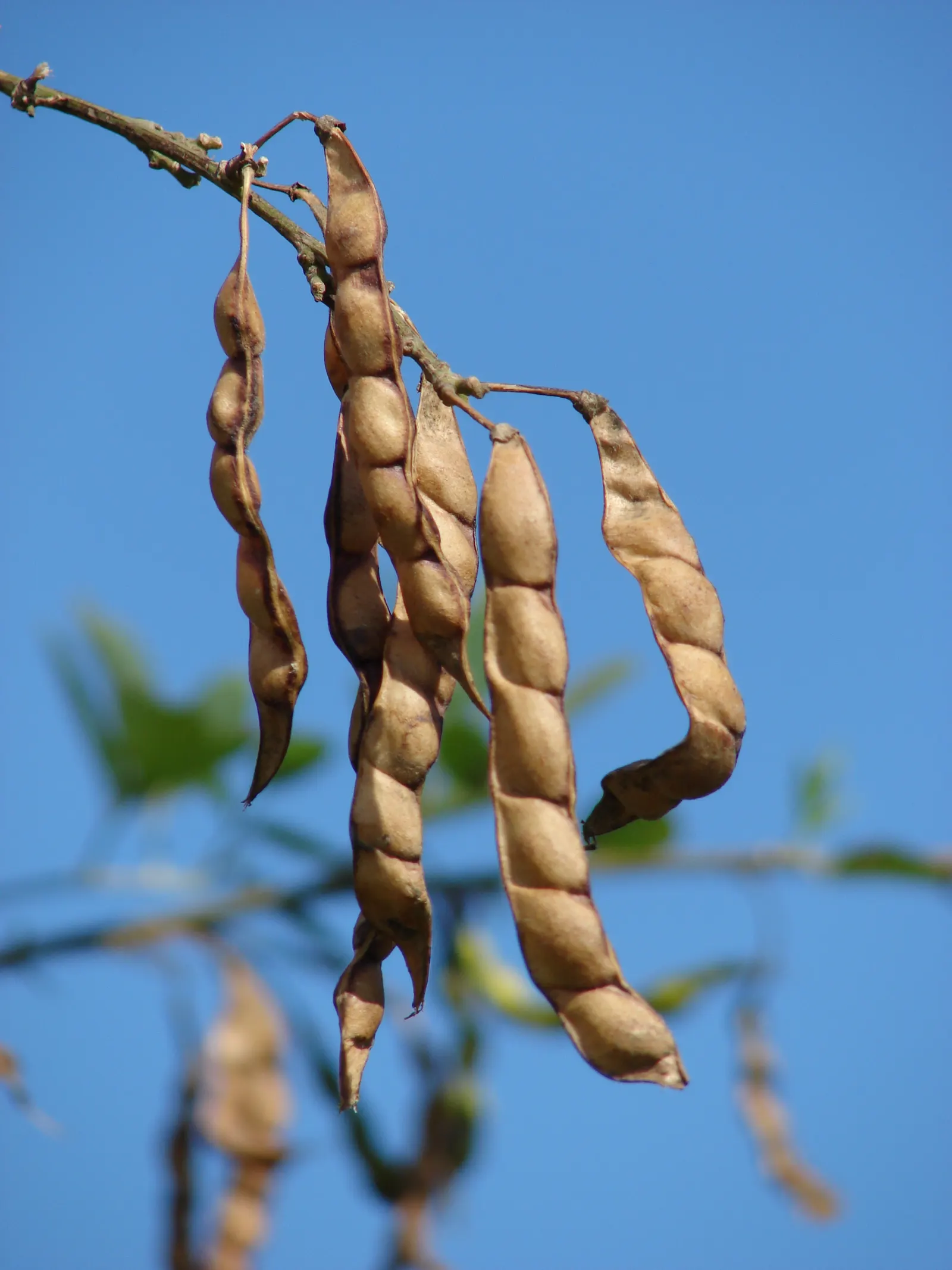 Macadamia Nut (Macadamia Hybrids) — is a highly prized addition to any landscape design