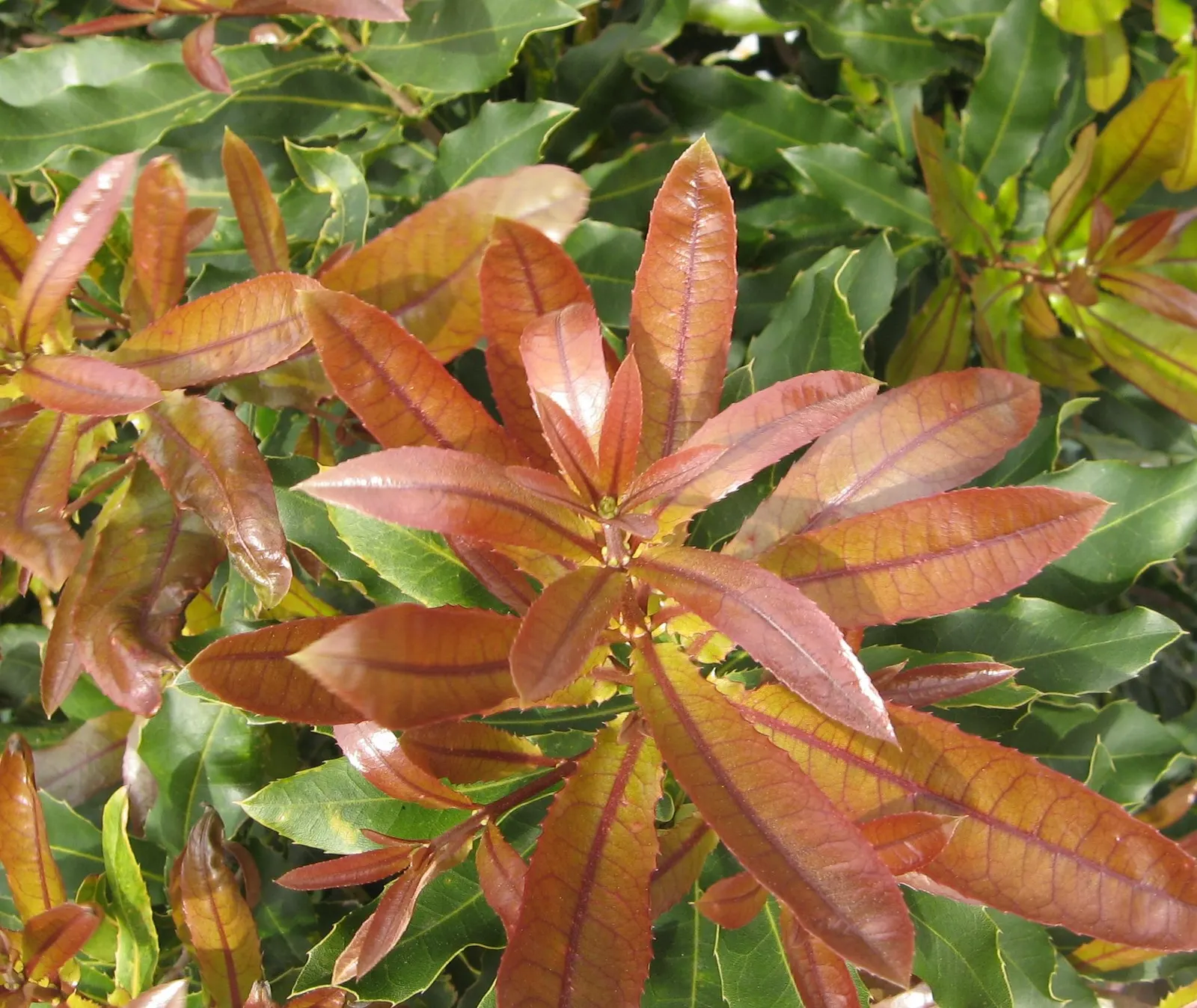 Macadamia Nut (Macadamia Hybrids) — Macadamia trees feature leaves that are arranged in whorls of three to six and can measure 8 to 12 inches long
