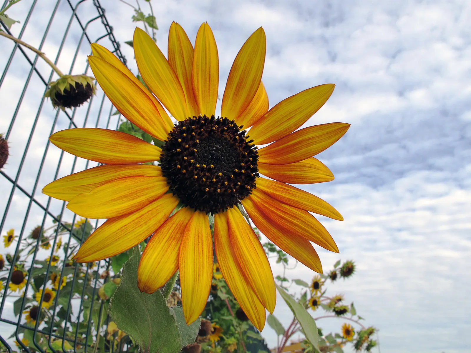 California Brittlebush (Encelia Californica 'El Dorado') — is a drought-tolerant perennial thriving in USDA zones 8-10