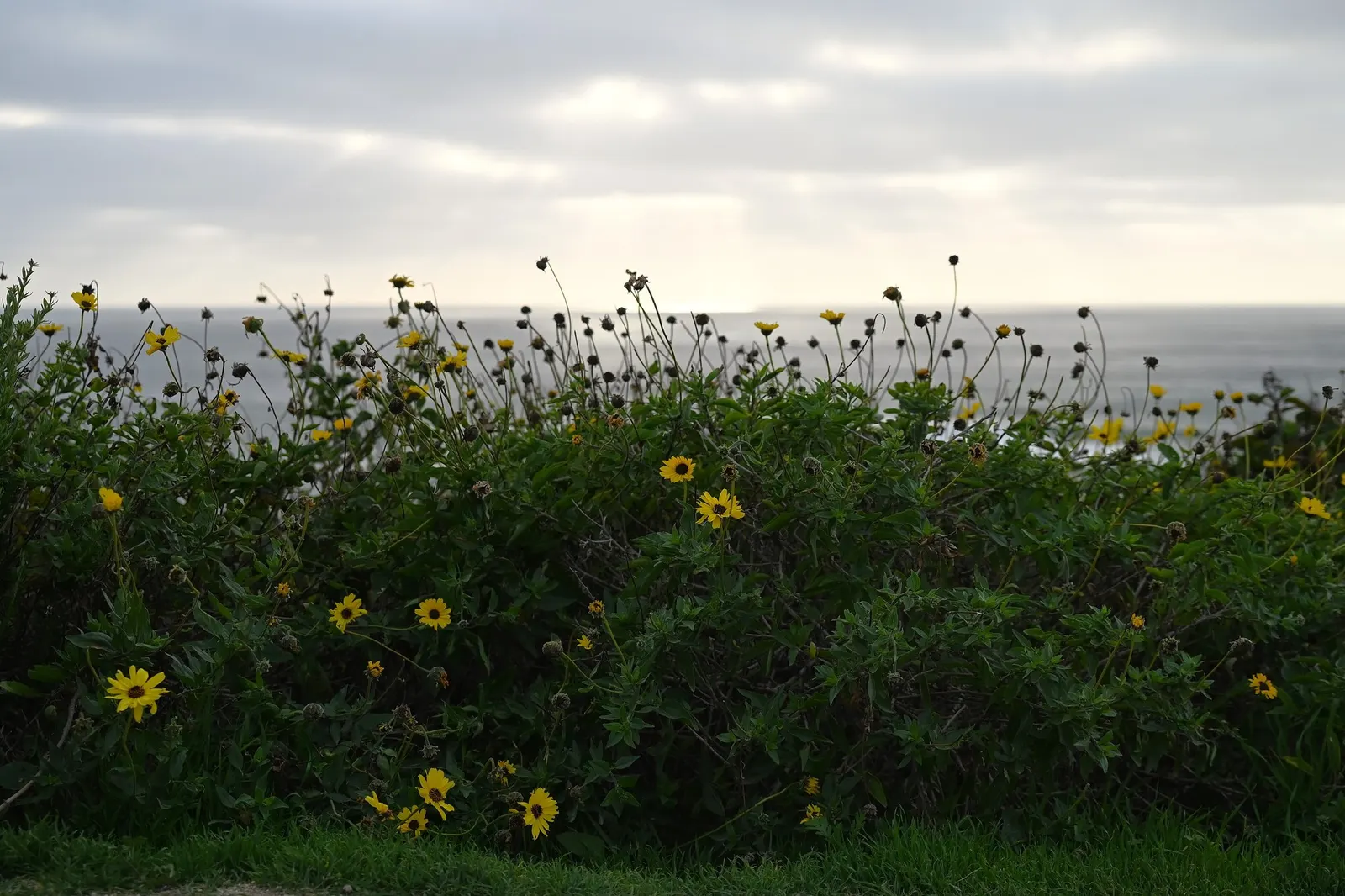 California Brittlebush (Encelia Californica 'El Dorado') — commonly known as the El Dorado Sunflower