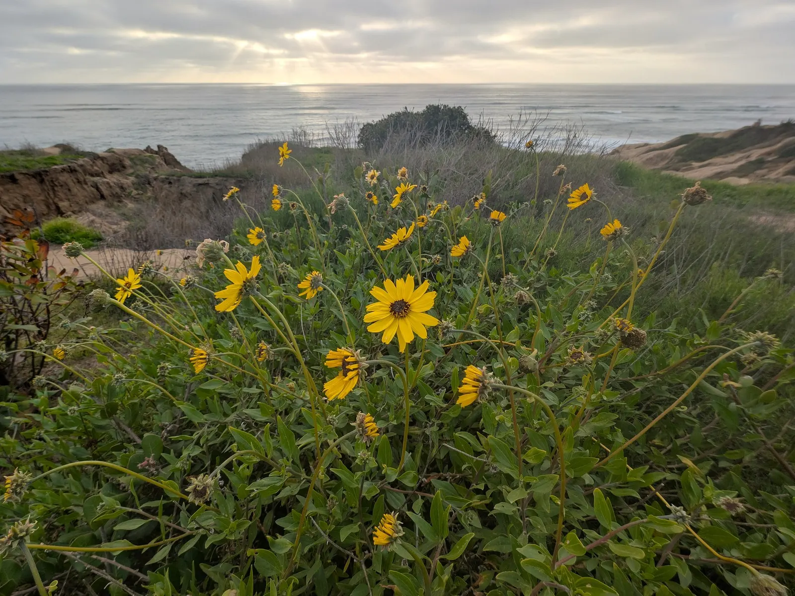 California Brittlebush (Encelia Californica 'El Dorado') — Its low-maintenance nature requires minimal watering, perfect for water-wise landscapes