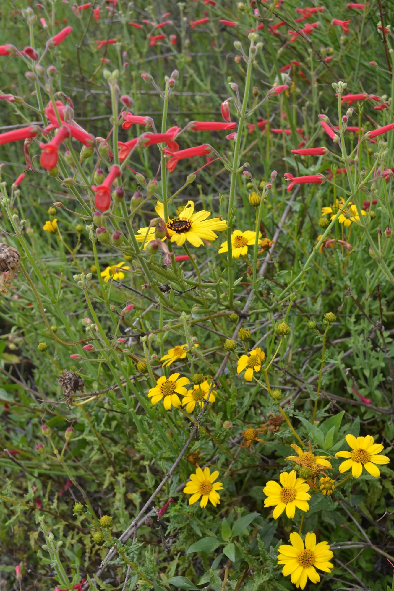 California Brittlebush (Encelia Californica 'El Dorado') — with a similar spread of 3 to 4 feet