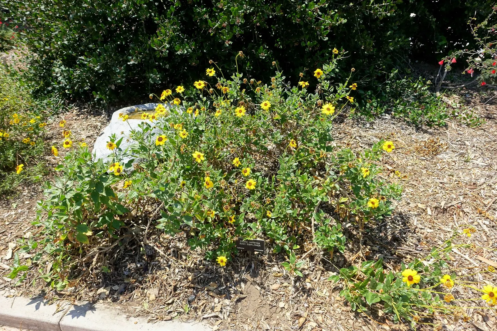 California Brittlebush (Encelia Californica 'El Dorado') — is a prized perennial native to the Californian landscape