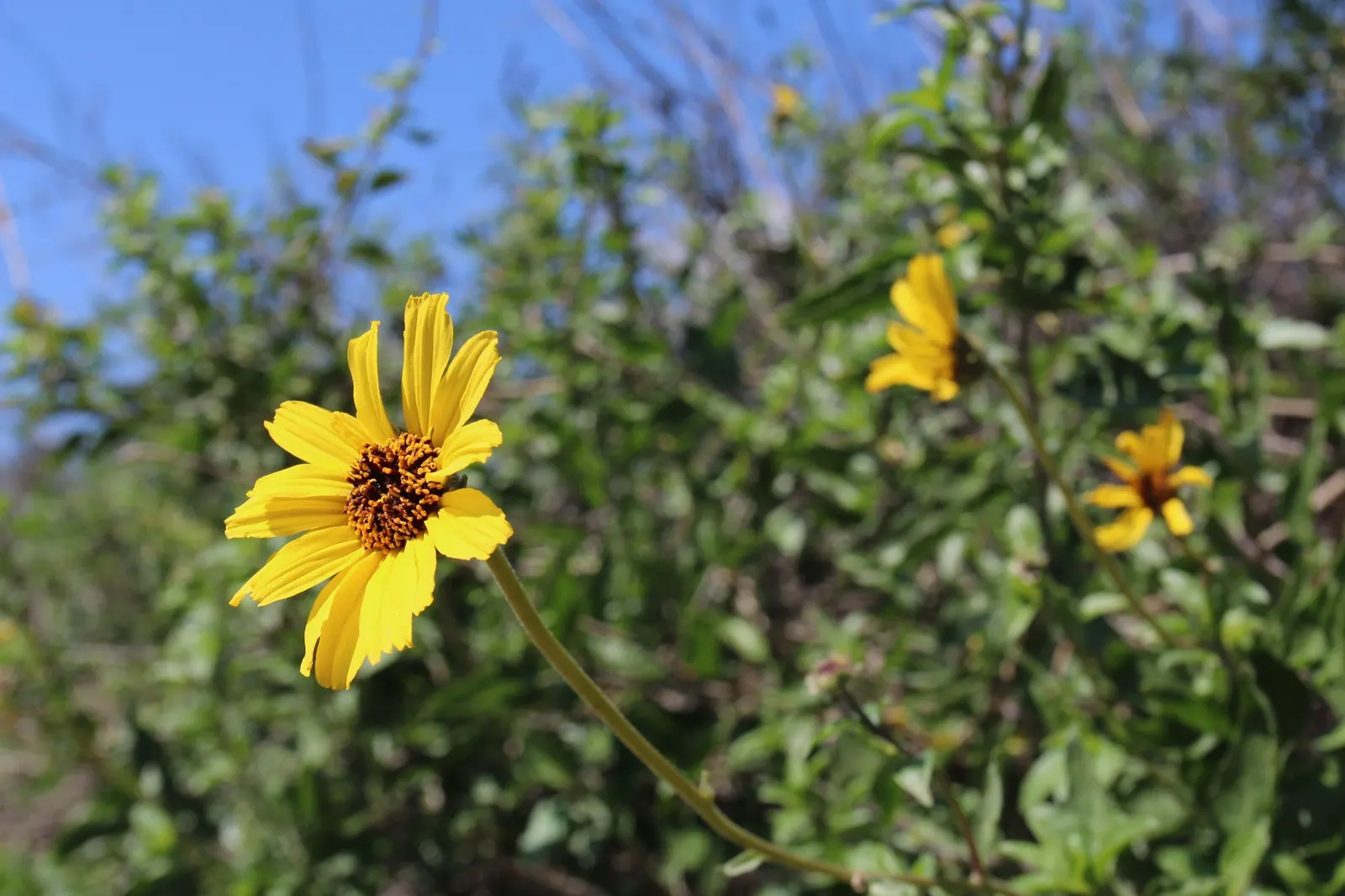 California Brittlebush (Encelia Californica 'El Dorado') — making it a suitable selection for xeriscape gardens or dry climate regions.<br><br>For optimal