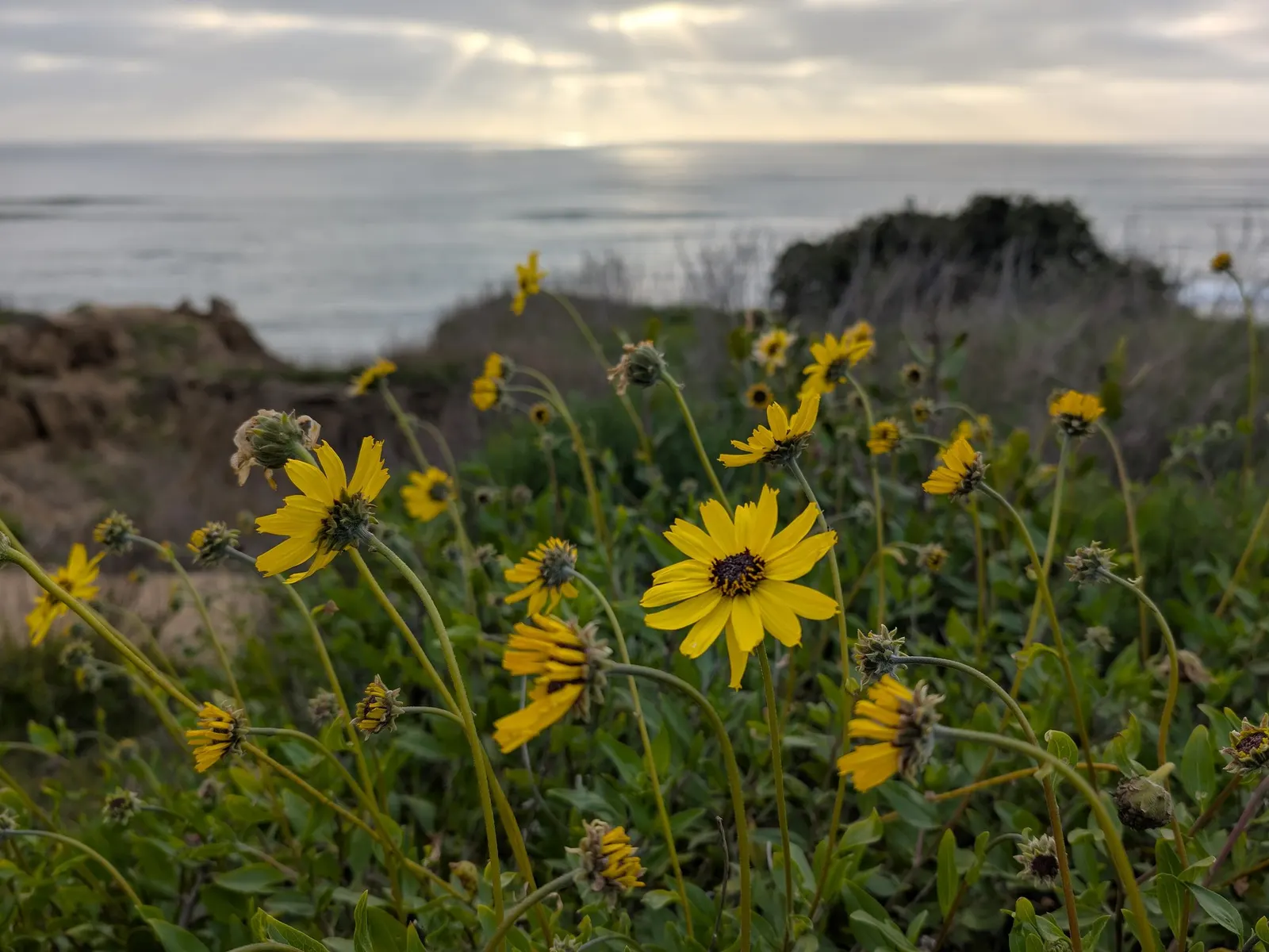 California Brittlebush (Encelia Californica 'El Dorado') — Blooming occurs from early spring through summer, attracting pollinators with its vibrant display