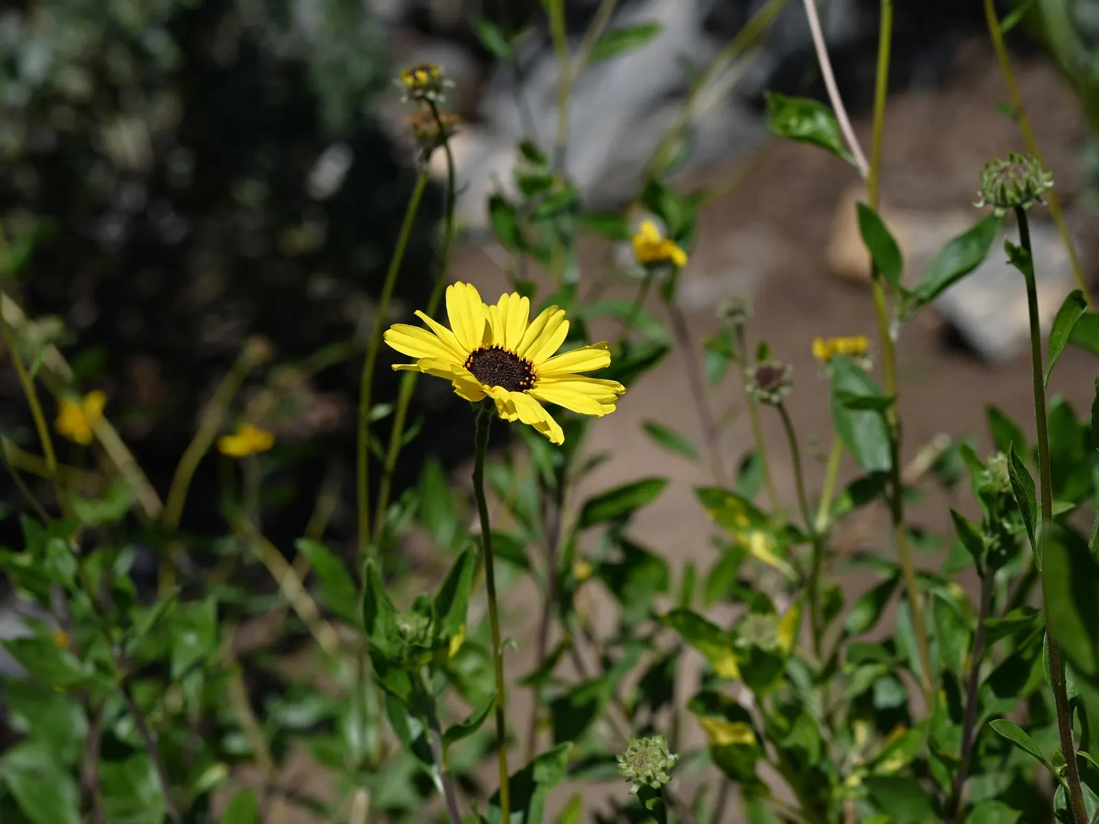 California Brittlebush (Encelia Californica 'El Dorado') — golden hues to any garden design