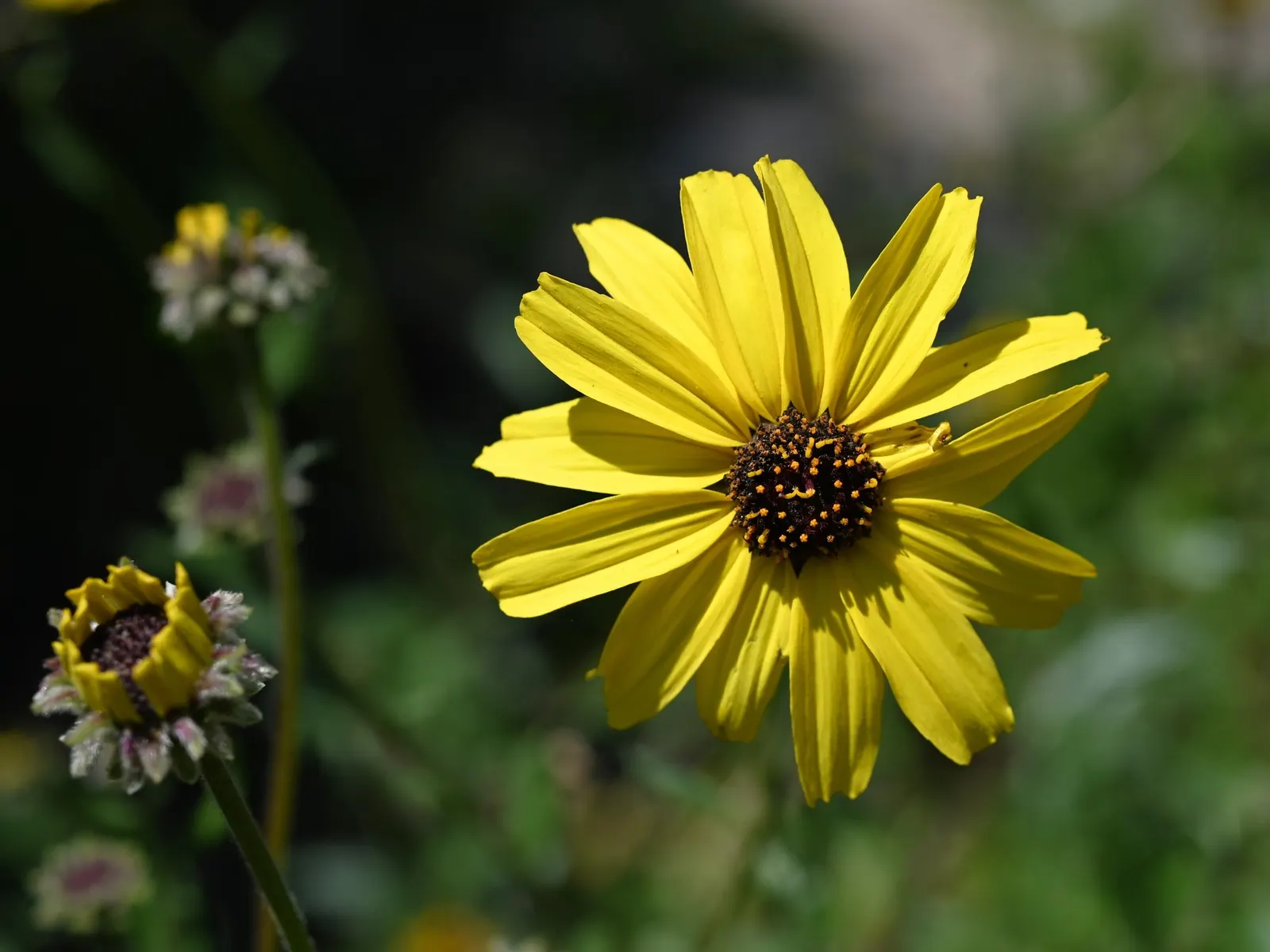 California Brittlebush (Encelia Californica 'El Dorado') — which emerge prolifically from late winter through to early summer