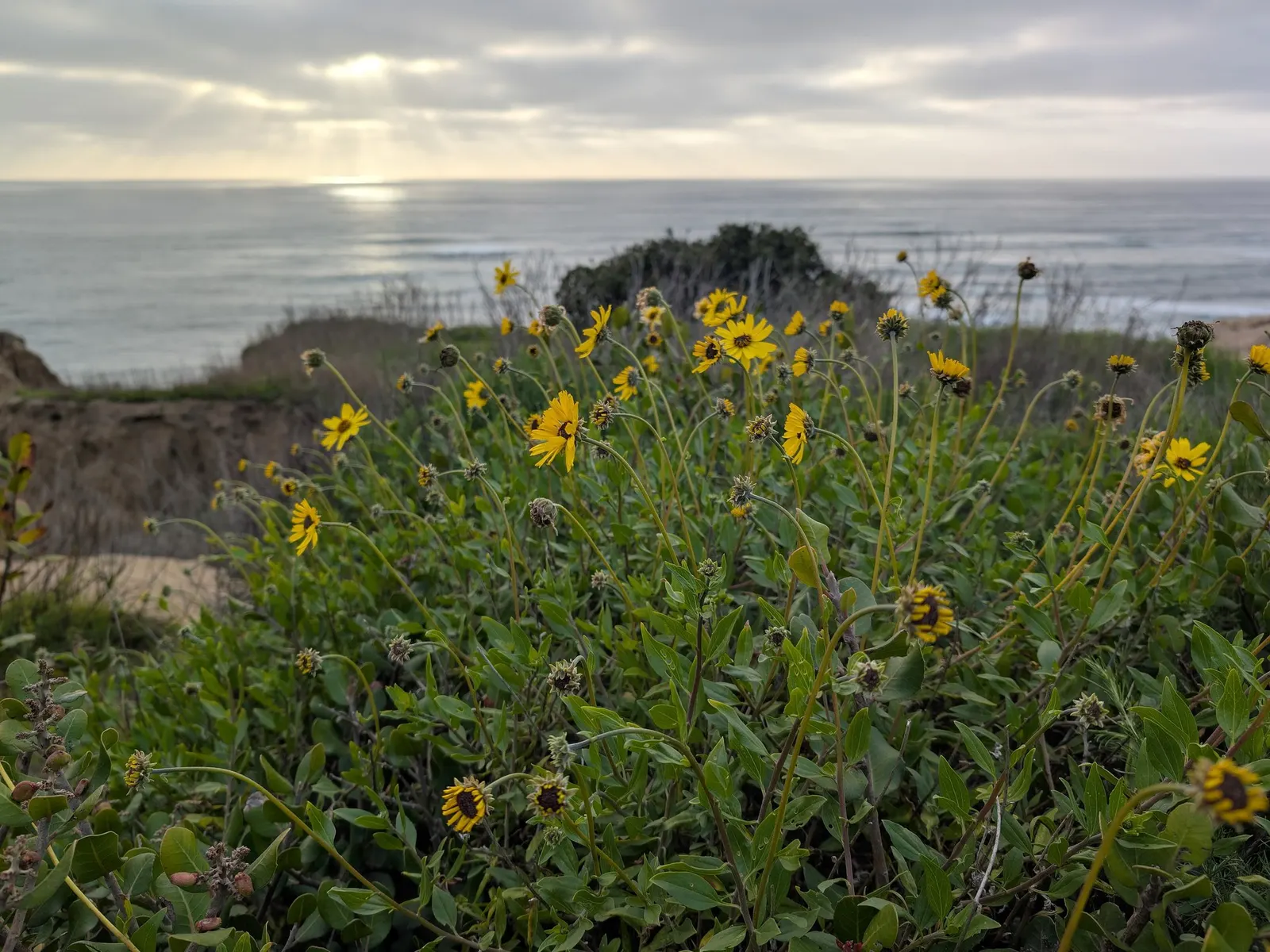 California Brittlebush (Encelia Californica 'El Dorado') — A full sun lover, it reaches 3-4 feet in height and width