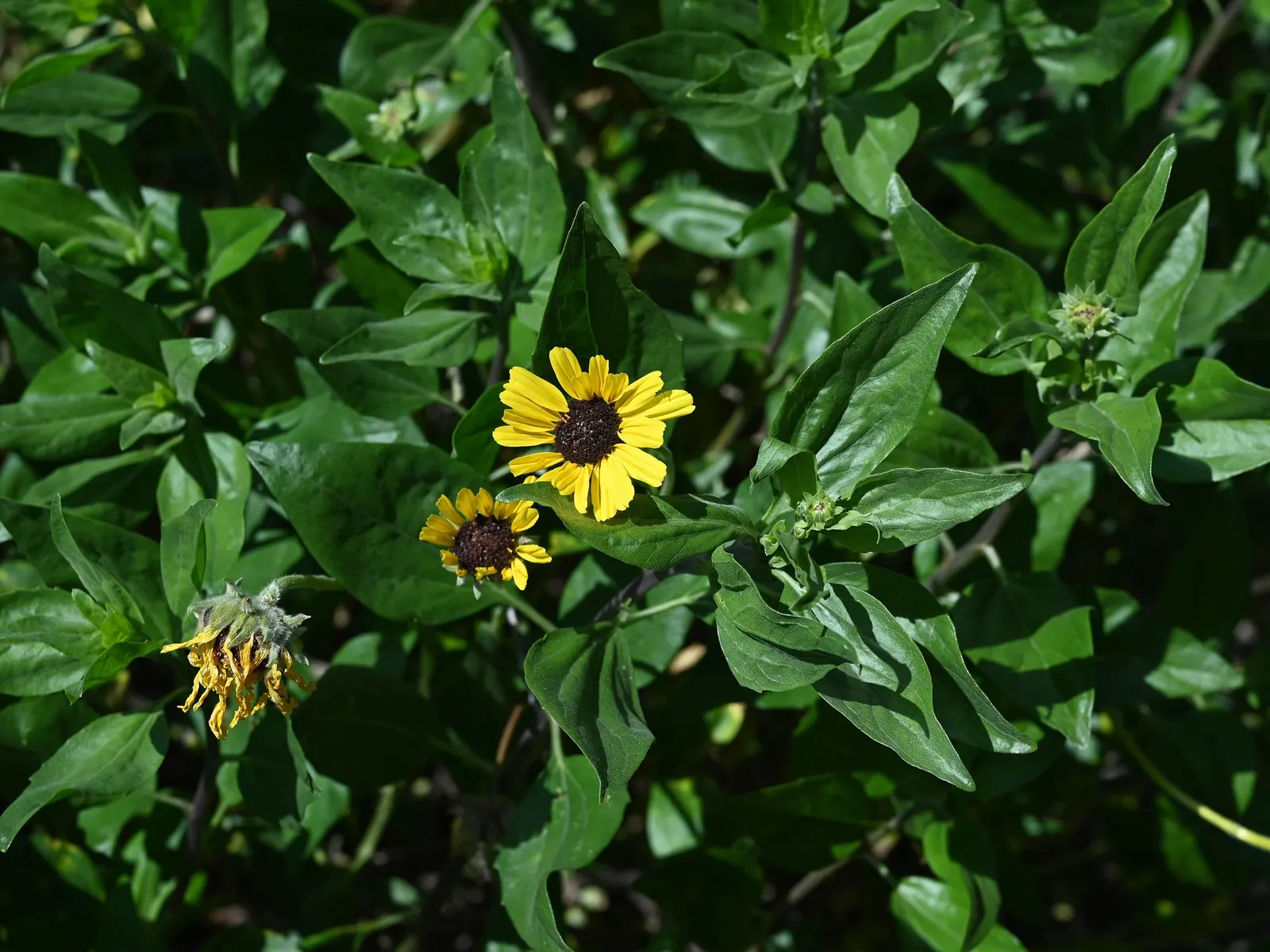California Brittlebush (Encelia Californica 'El Dorado') — typically reaching heights of 3 to 4 feet