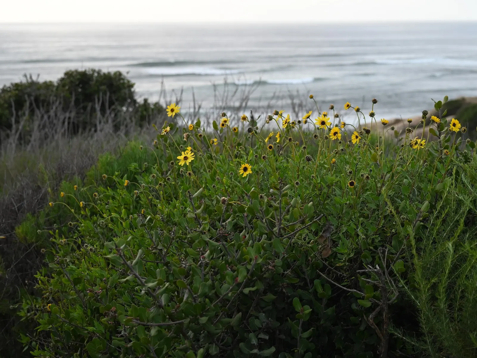 California Brittlebush (Encelia Californica 'El Dorado') — This cultivar is characterized by its robust