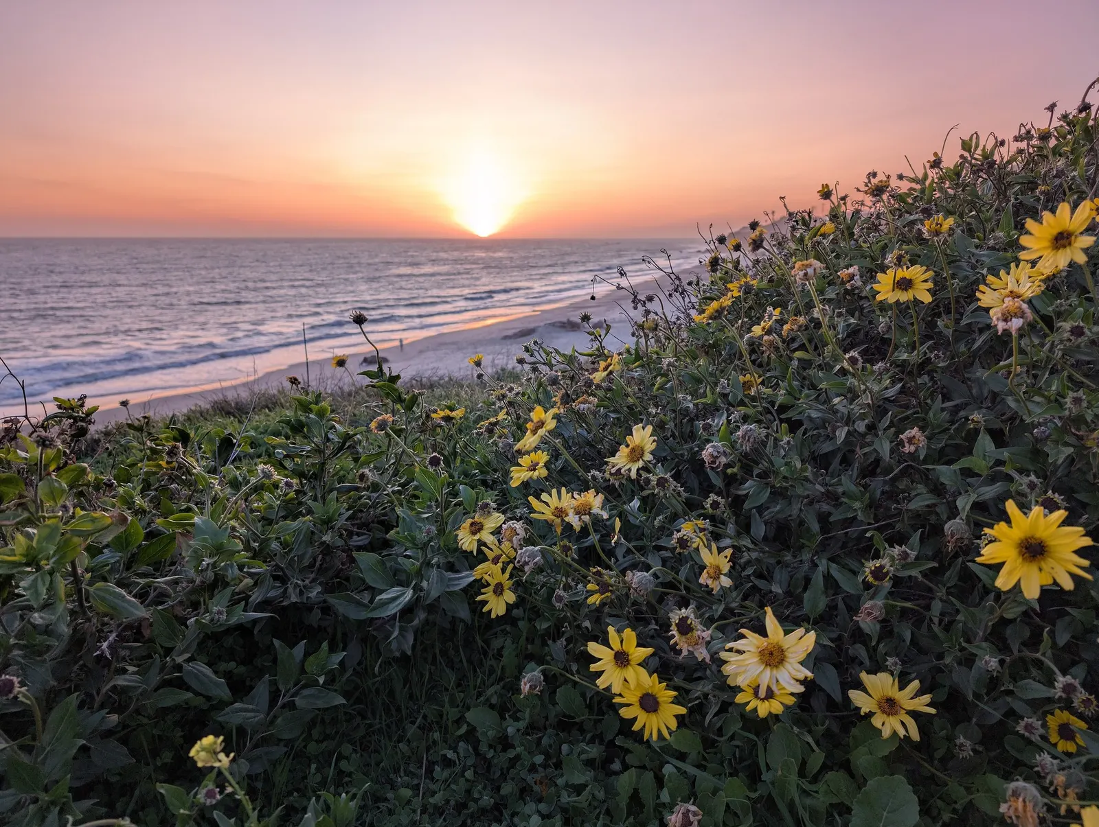 California Brittlebush (Encelia Californica 'El Dorado') — It features golden-yellow daisy-like flowers spanning 2-3 inches across atop sturdy stems