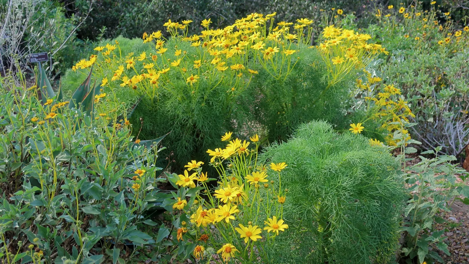California Brittlebush (Encelia Californica 'El Dorado') — Pruning spent flowers can encourage a longer blooming period
