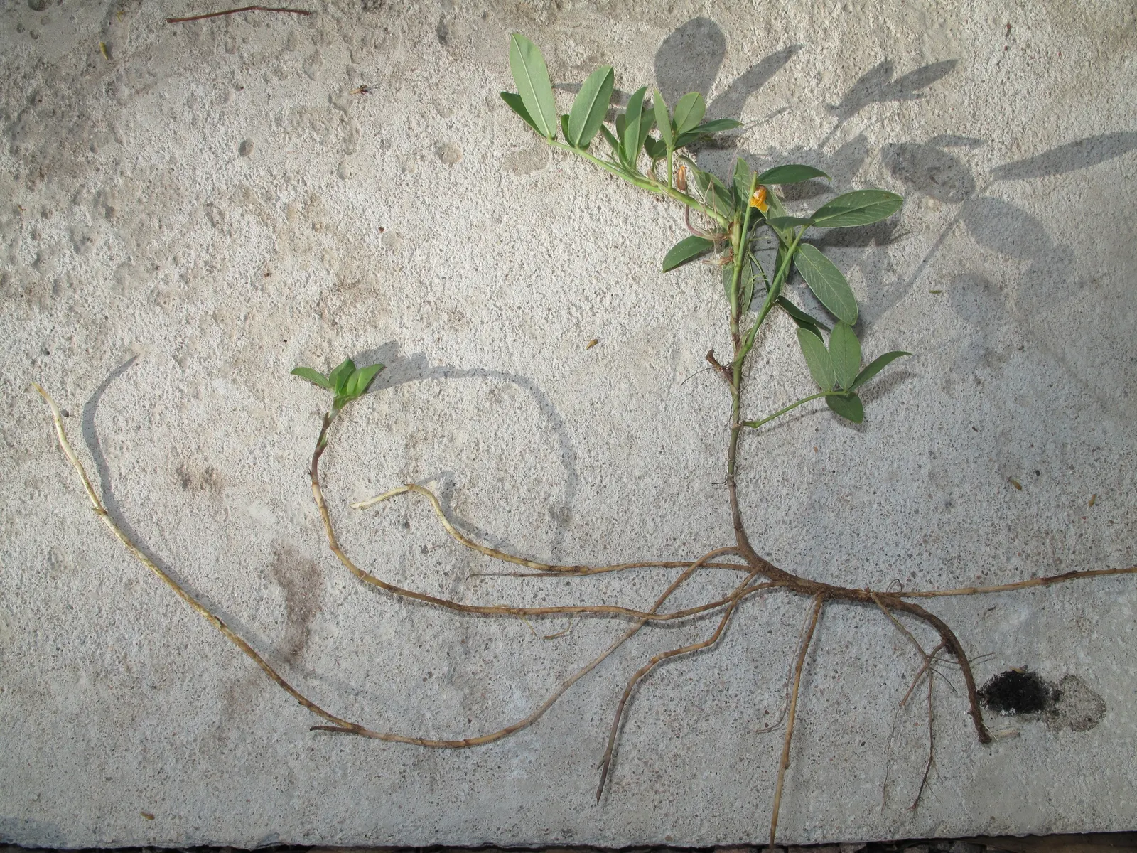 Perennial Peanut (Arachis Glabrata) — is an evergreen groundcover that adds a touch of low-maintenance vibrancy to any landscape