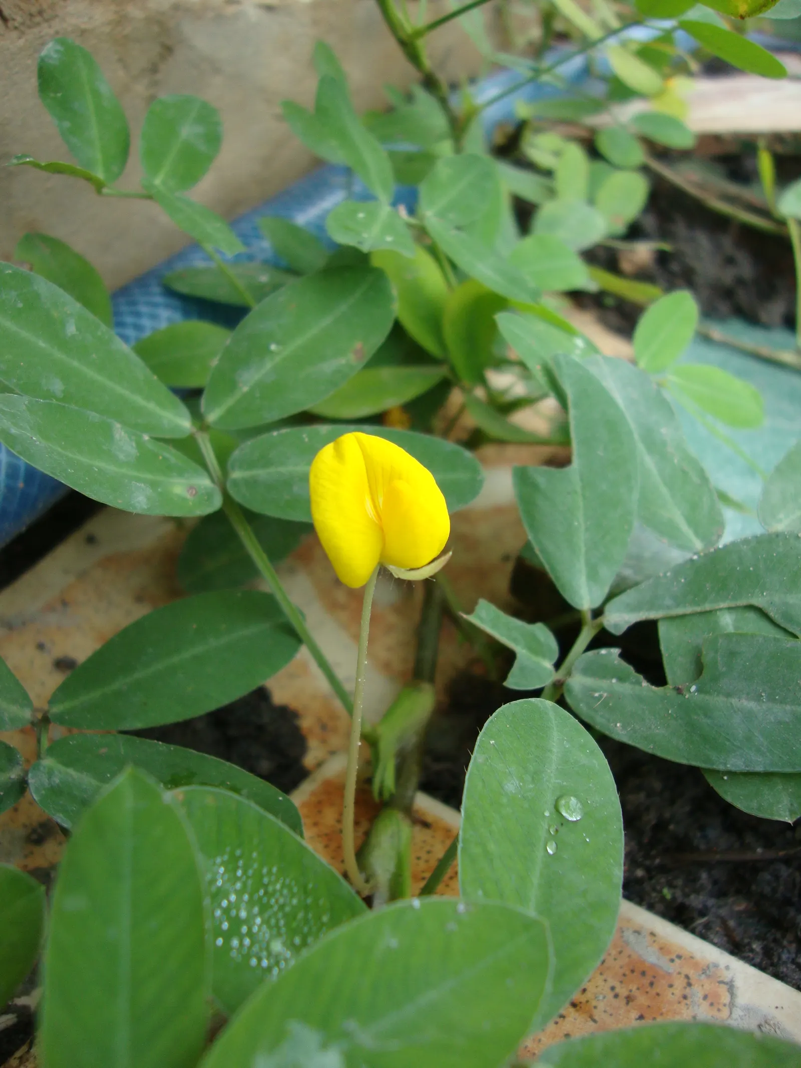 Perennial Peanut (Arachis Glabrata) — bright yellow flowers resembling miniature orchids