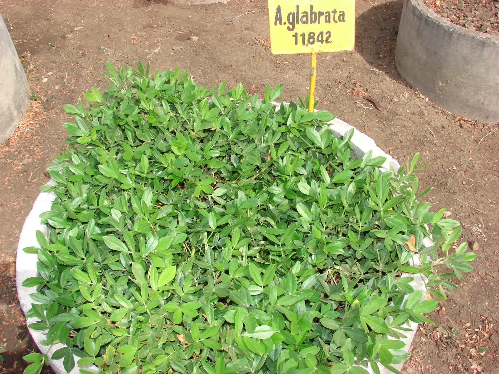 Perennial Peanut (Arachis Glabrata) — enriching the soil through nitrogen fixation and demanding less water and no mowing