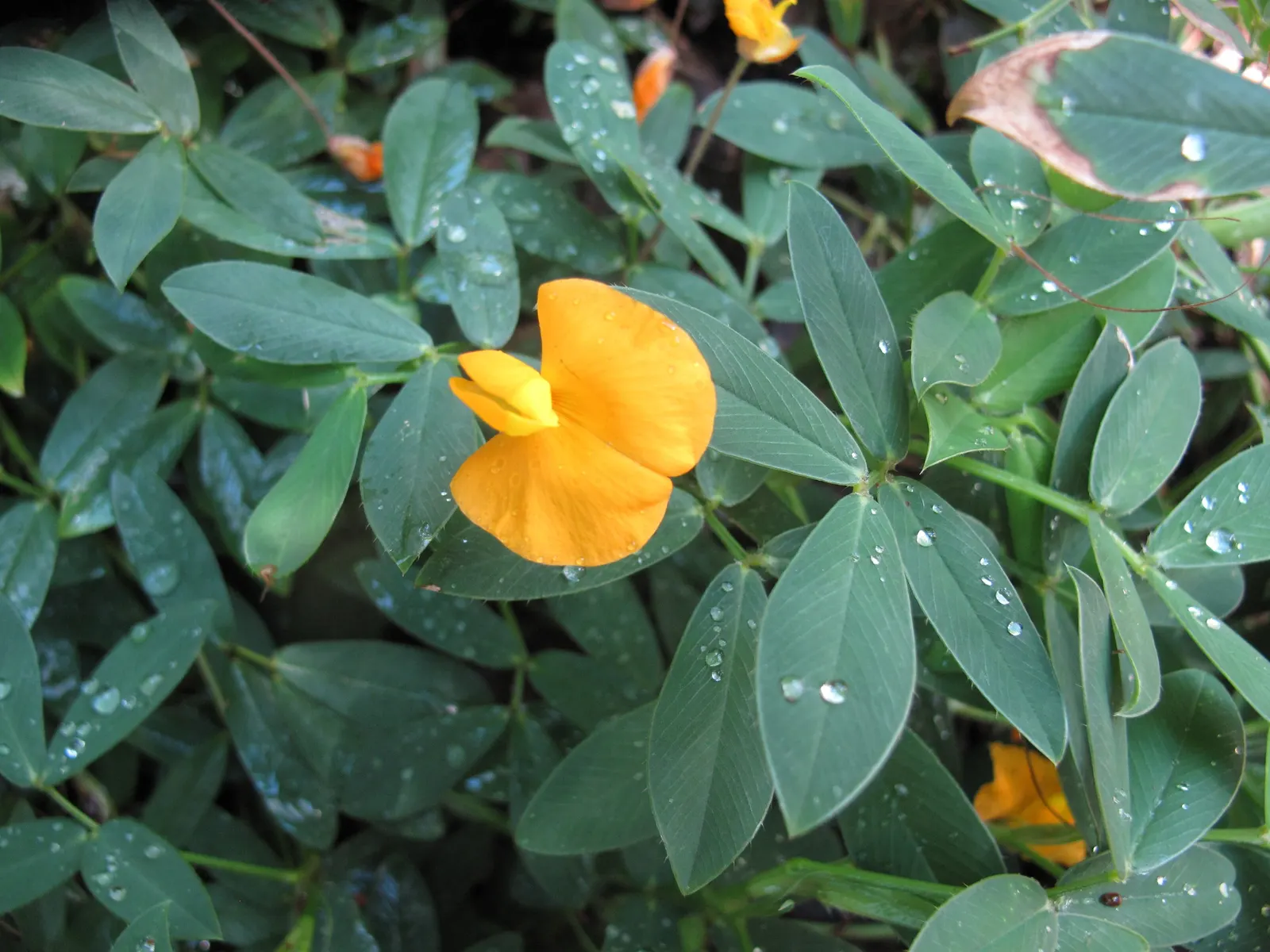 Perennial Peanut (Arachis Glabrata) — botanical name Arachis glabrata