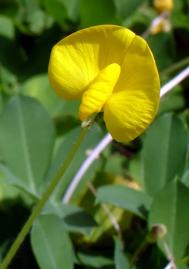 Perennial Peanut (Arachis Glabrata) — Hardy in zones 8-11, its lush foliage thrives in full sun to partial shade and requires minimal maintenance