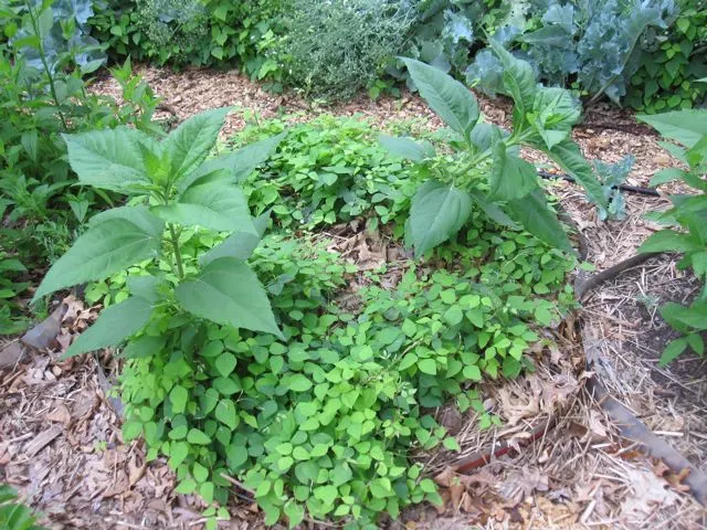 Perennial Peanut (Arachis Glabrata) — mat-forming habit is particularly useful for erosion control on slopes and banks